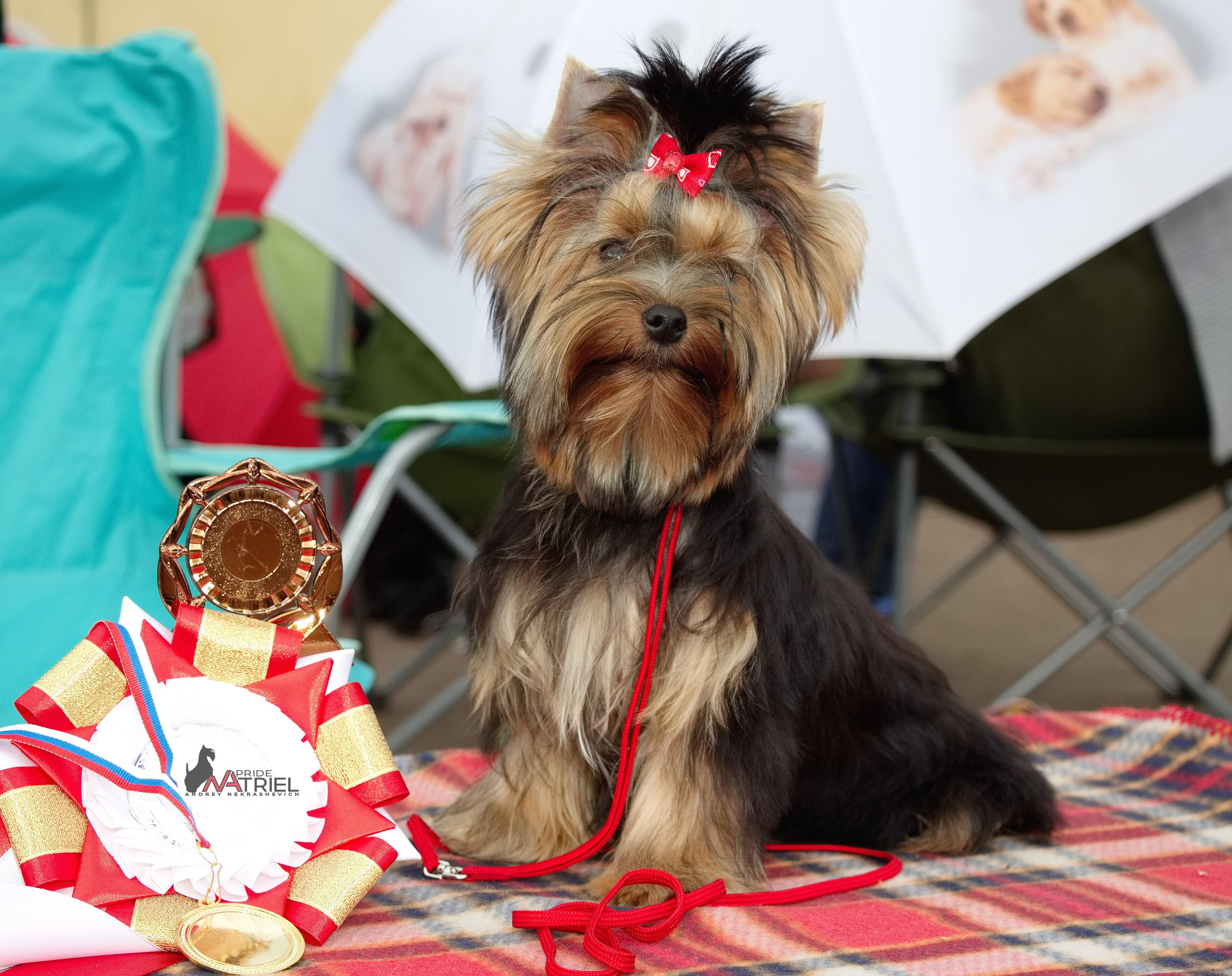 Йоркширский терьер Циля