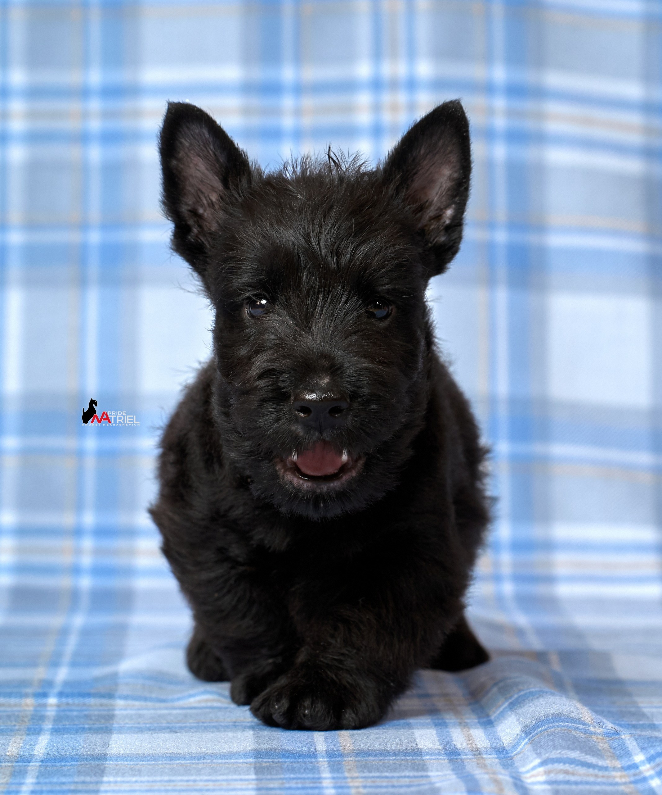 Щенки дома — галерея NATRIEL