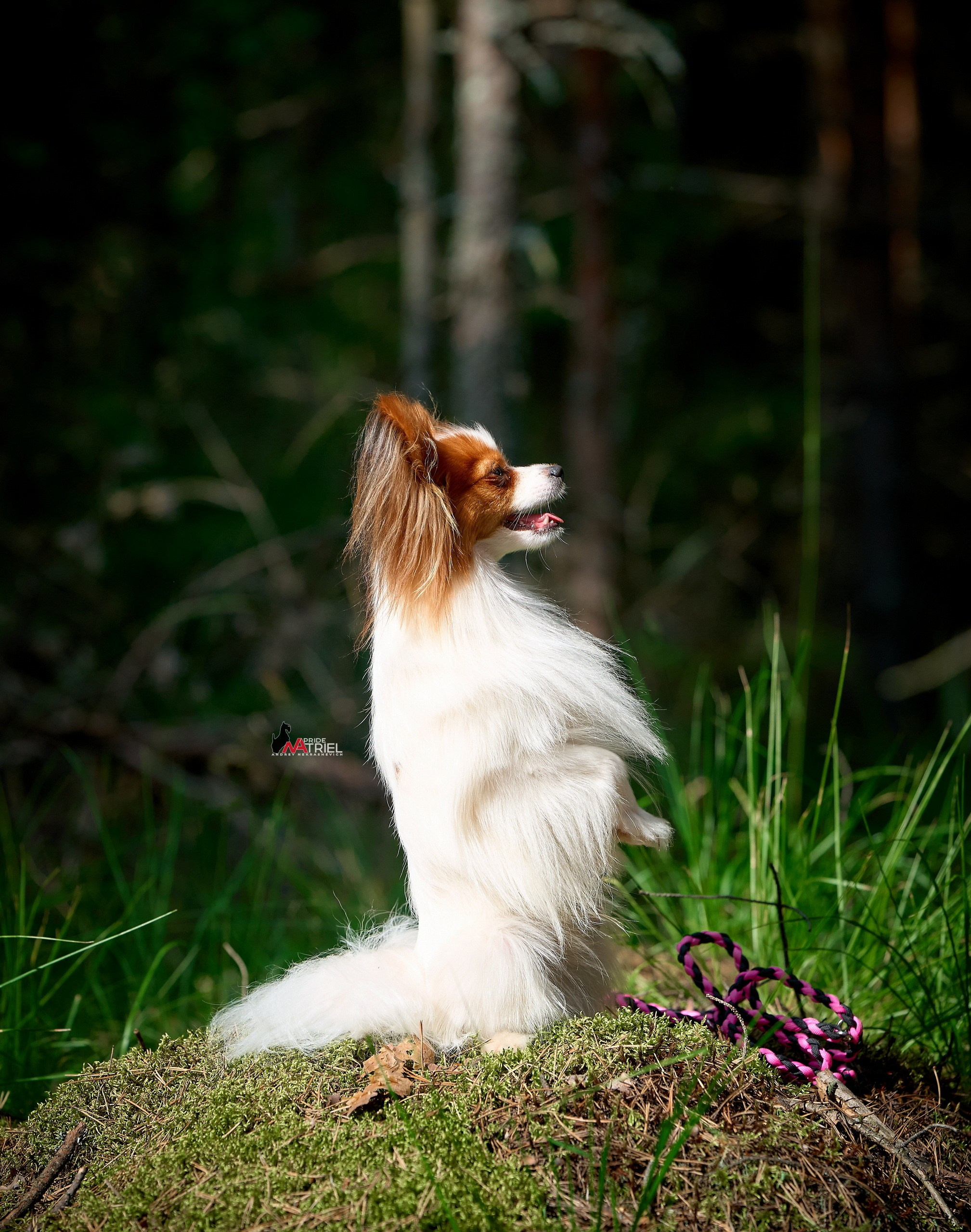 Обидиенс и танцы с собаками — галерея NATRIEL