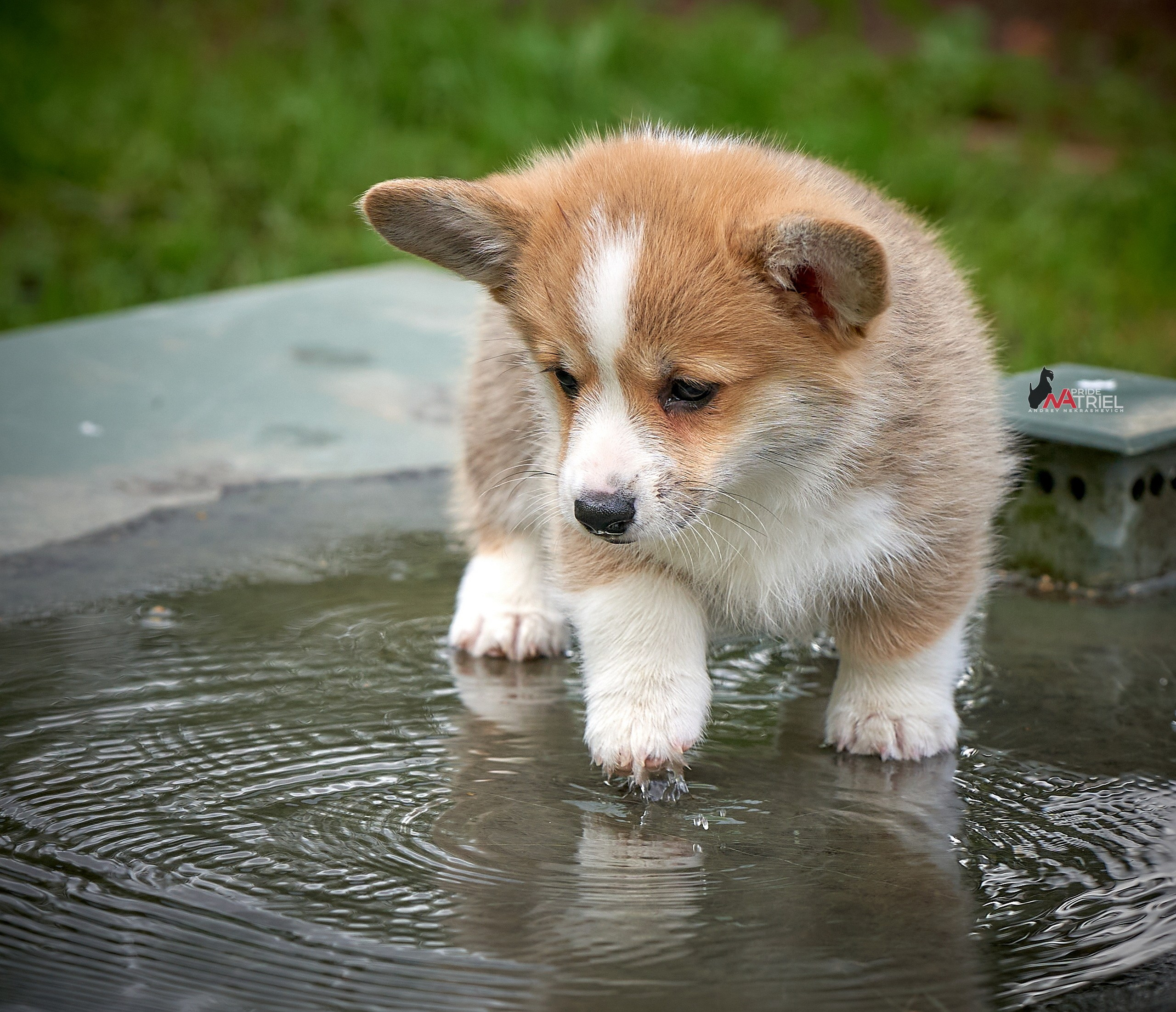 Щенки на прогулке — галерея NATRIEL