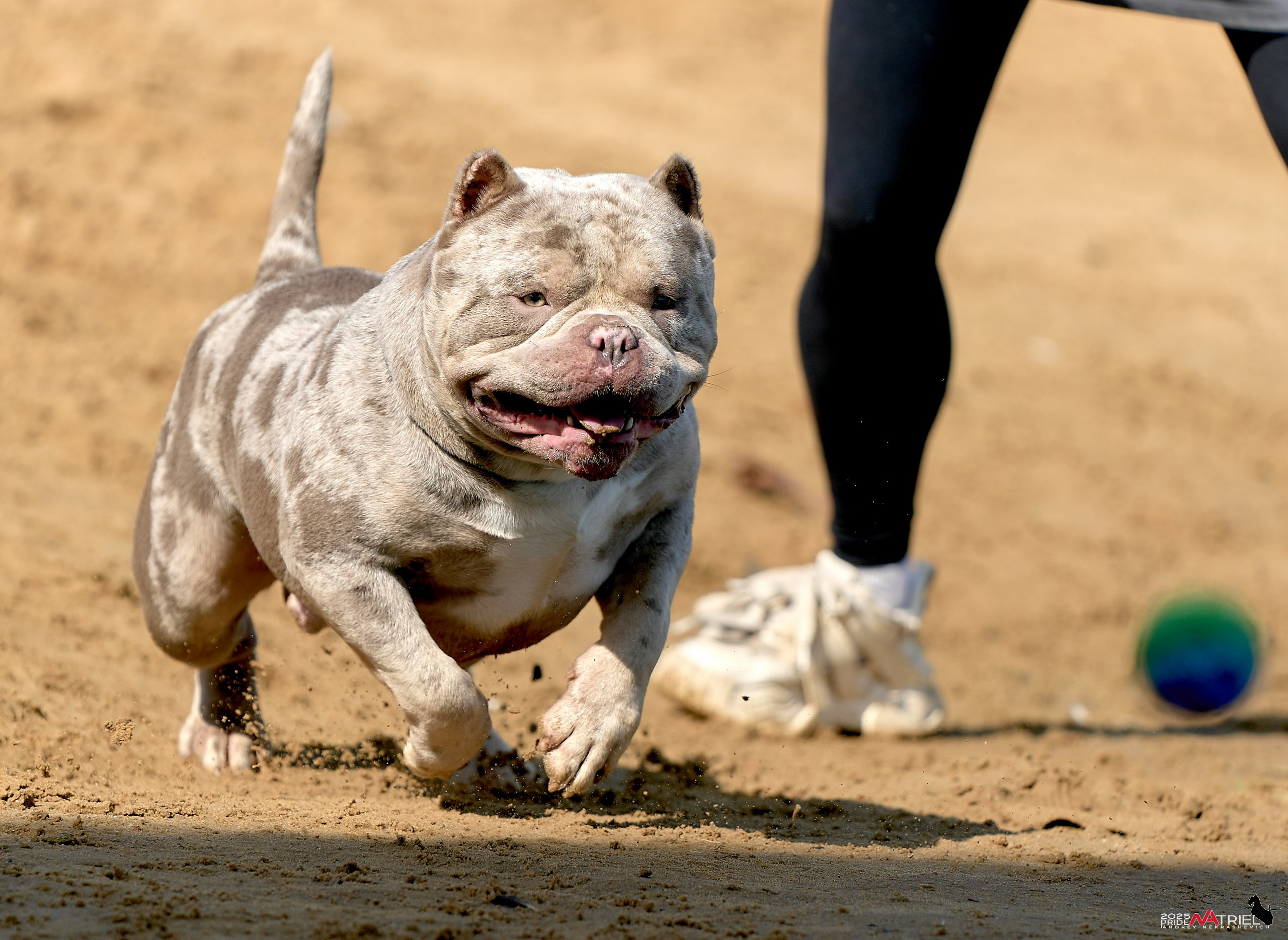 Съемка собак породы булли на природе