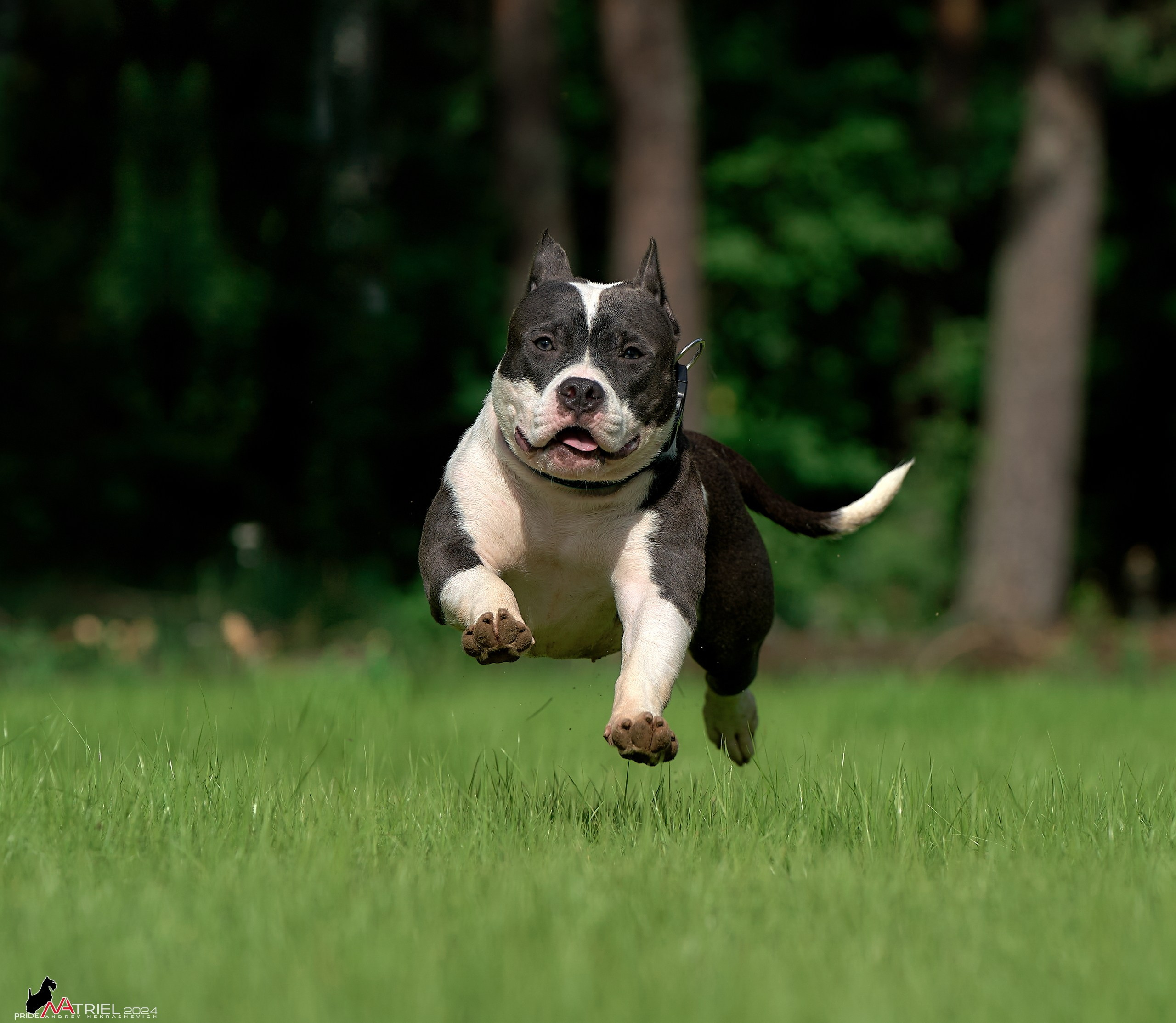 Фотопрогулка с булли