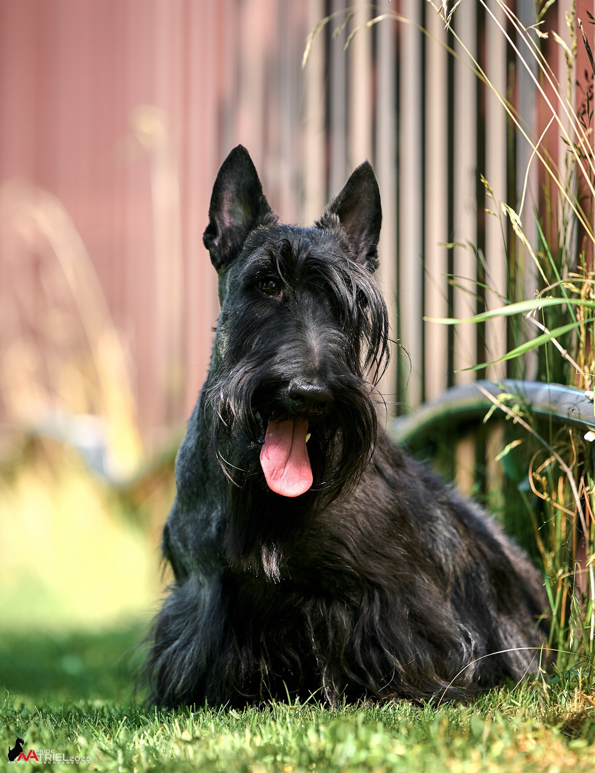 Алабаи и скотч-терьеры в питомнике у Ольги