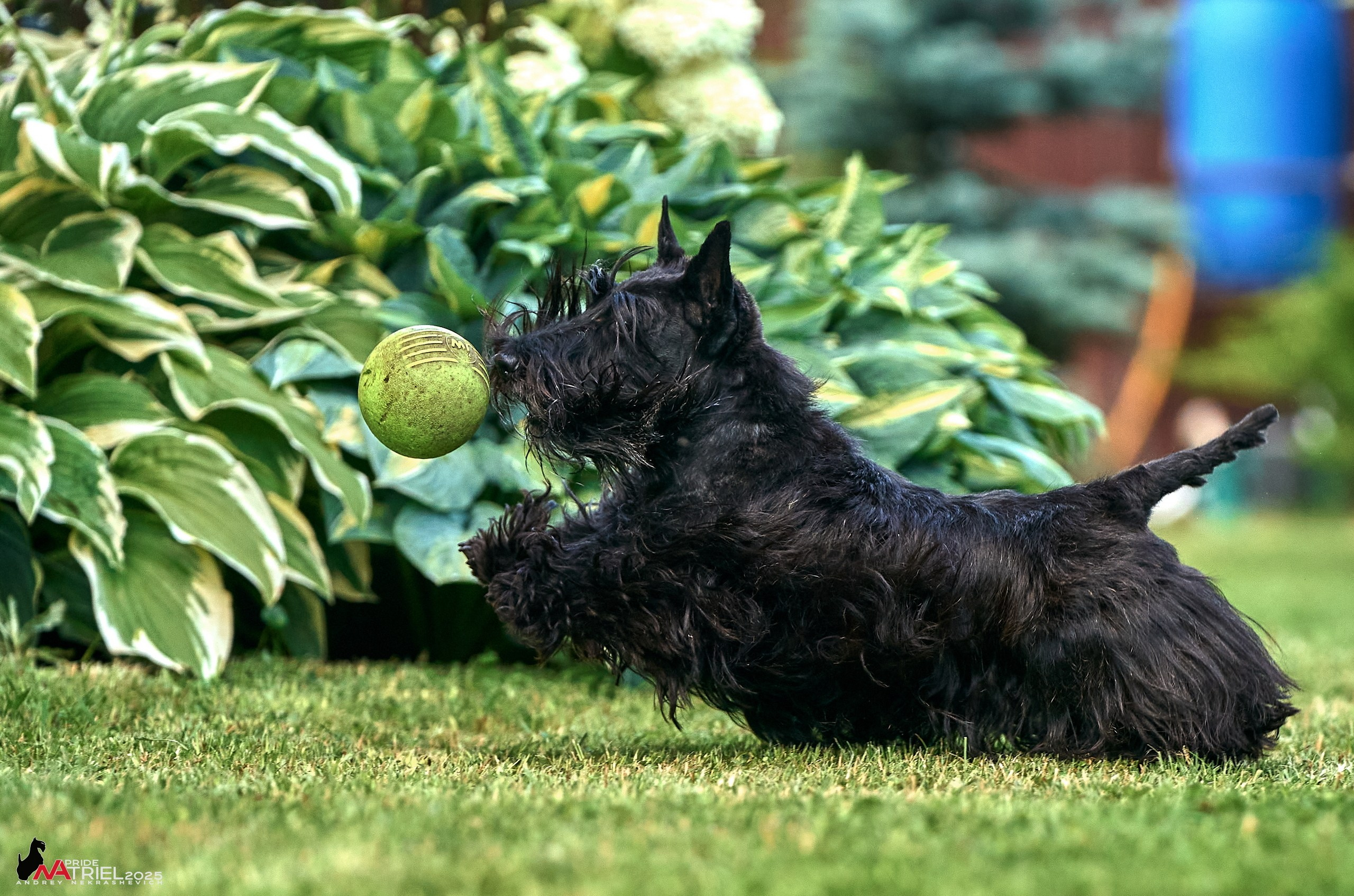Алабаи и скотч-терьеры в питомнике у Ольги