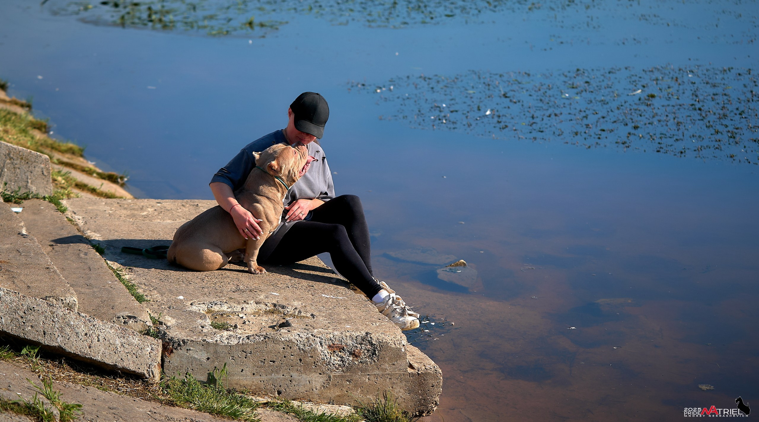 Съемка собак породы булли на природе
