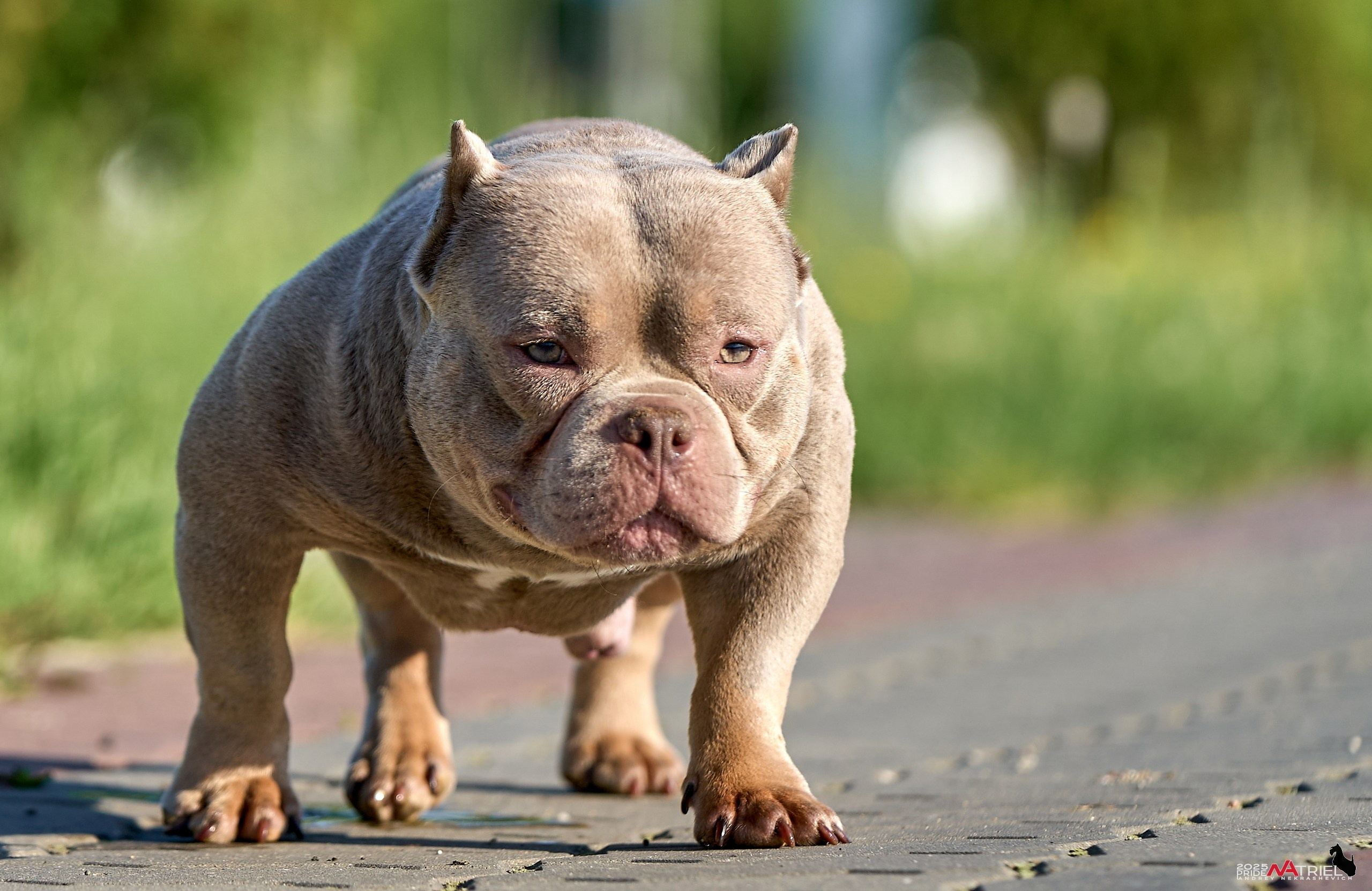 Съемка собак породы булли на природе