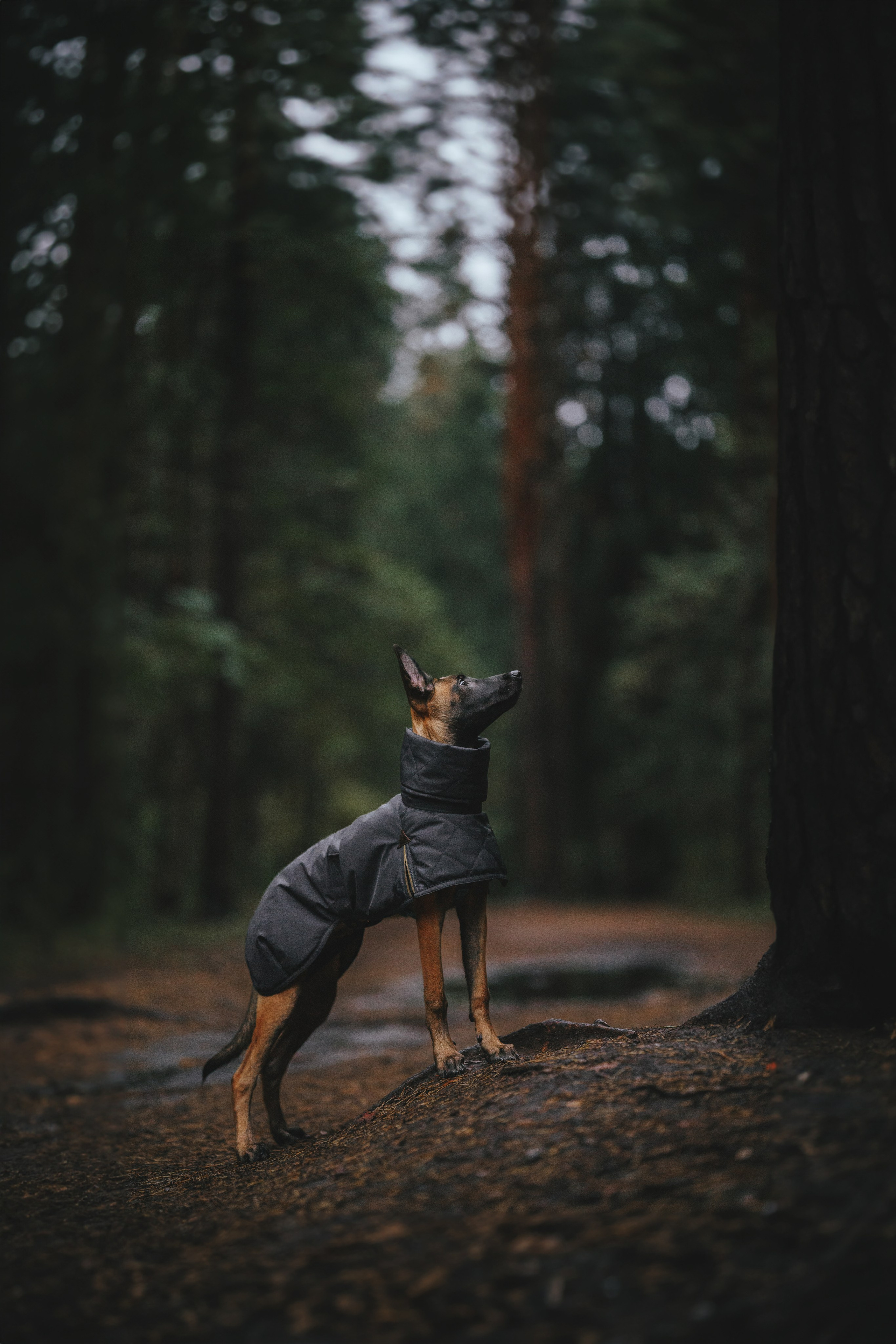Одежда для собак Bravehound. Фотограф анималист Осипчикова Мария