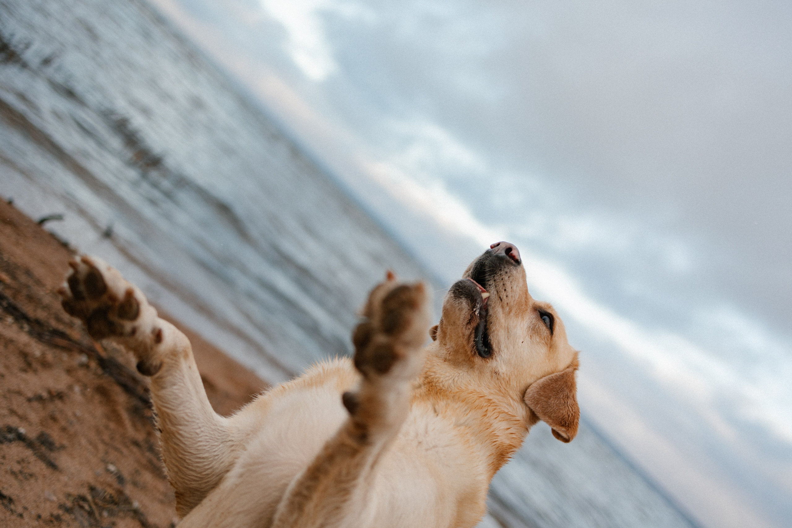 Ирина и Бася. Фотограф — Анималист | Санкт-Петербург