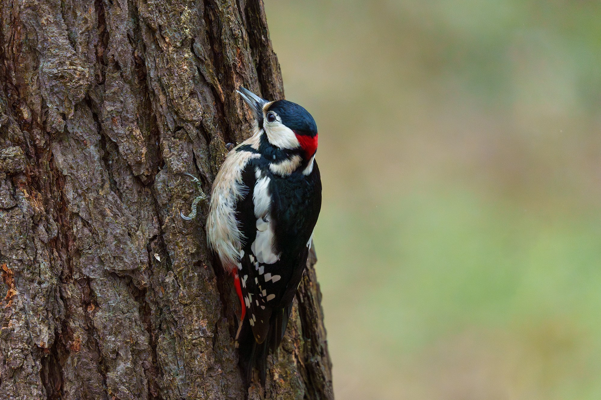 Удивительные мир птиц. Вокруг нас столько прекрасного — присмотритесь!. Ваш личный фотограф Марина Волкова