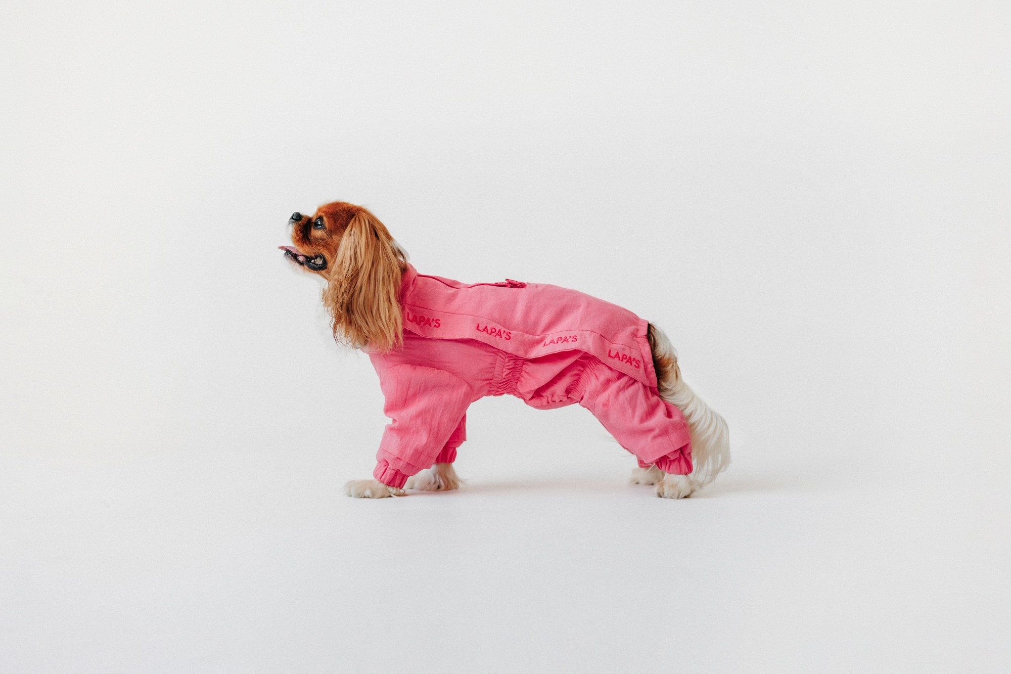 Одежда Lapa`s brand. Фотограф-анималист Елена Радченко, Москва