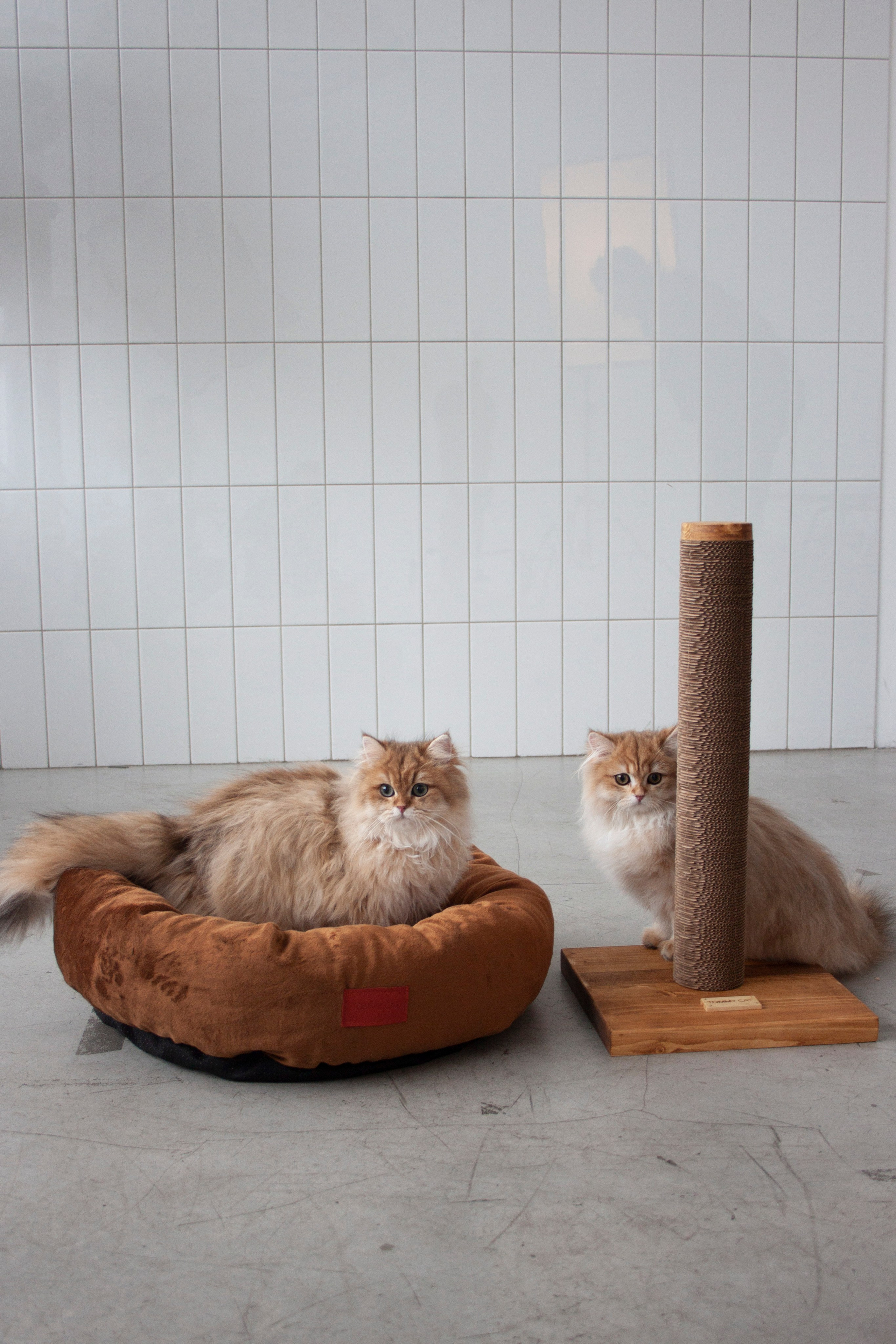 Работа с Tommy cat. Oksan_photo