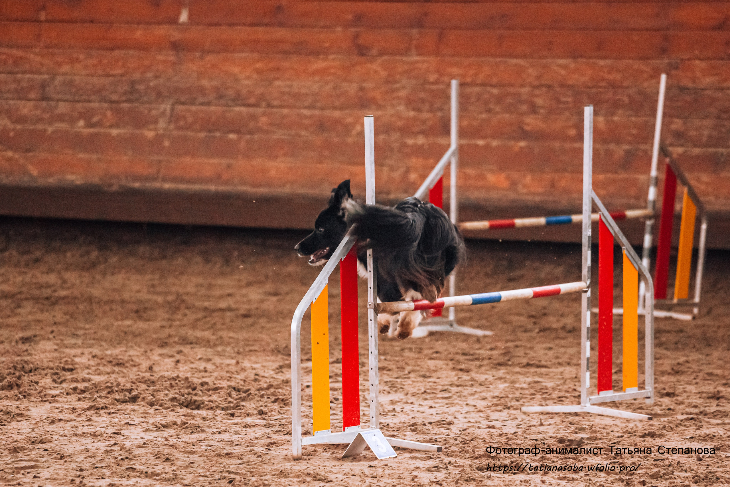 Соревнования по Аджилити 25.02.2024. Фотограф-анималист Татьяна Степанова