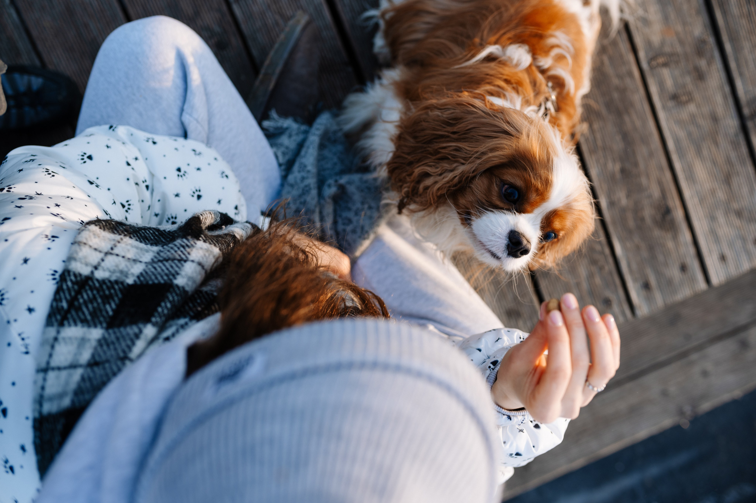 Лена и Арчи. Фотограф анималист в Москве Ольга Агушева