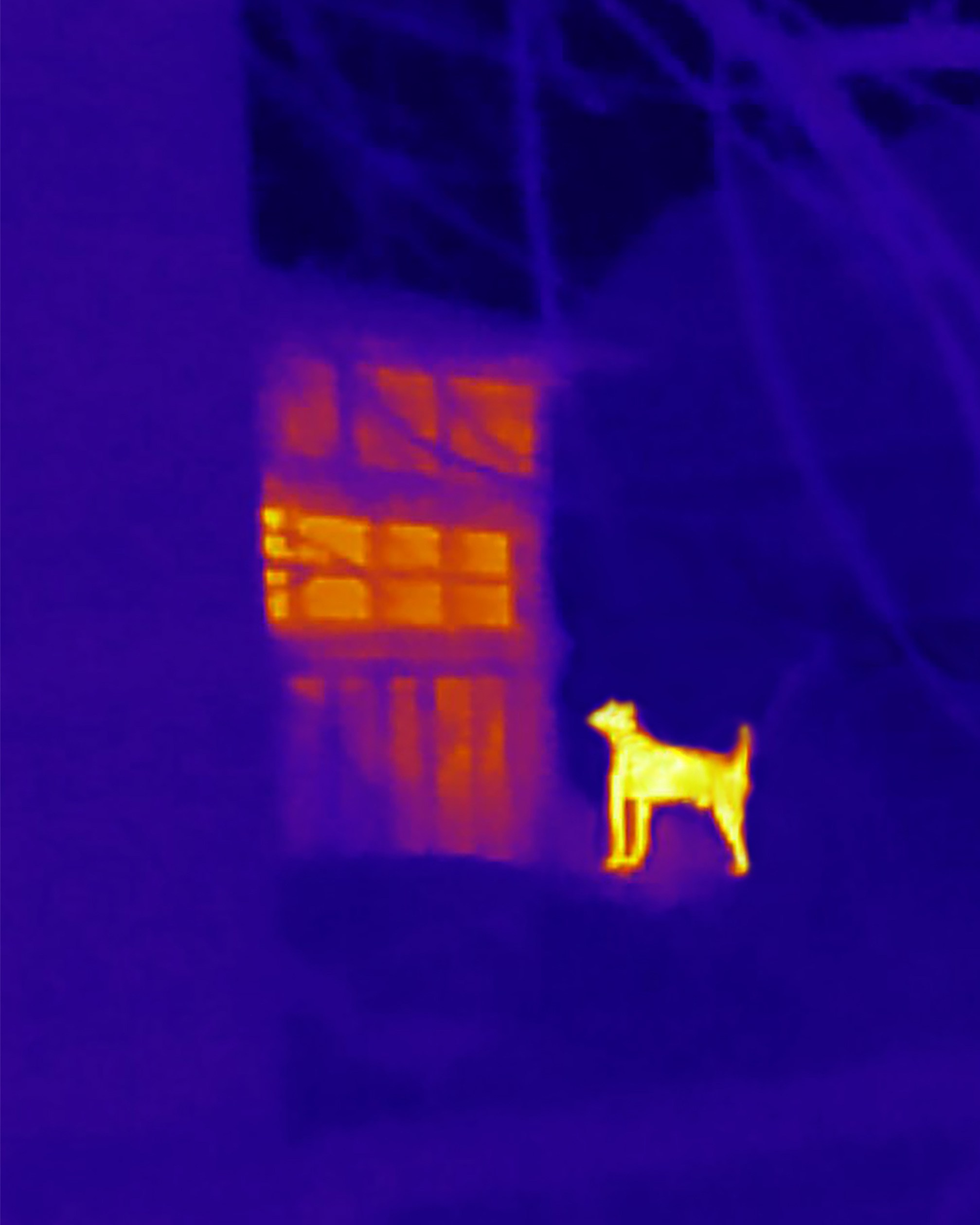 Если б я была удавом / If I were a boa constrictor. Visual artist Olga Burmistrova