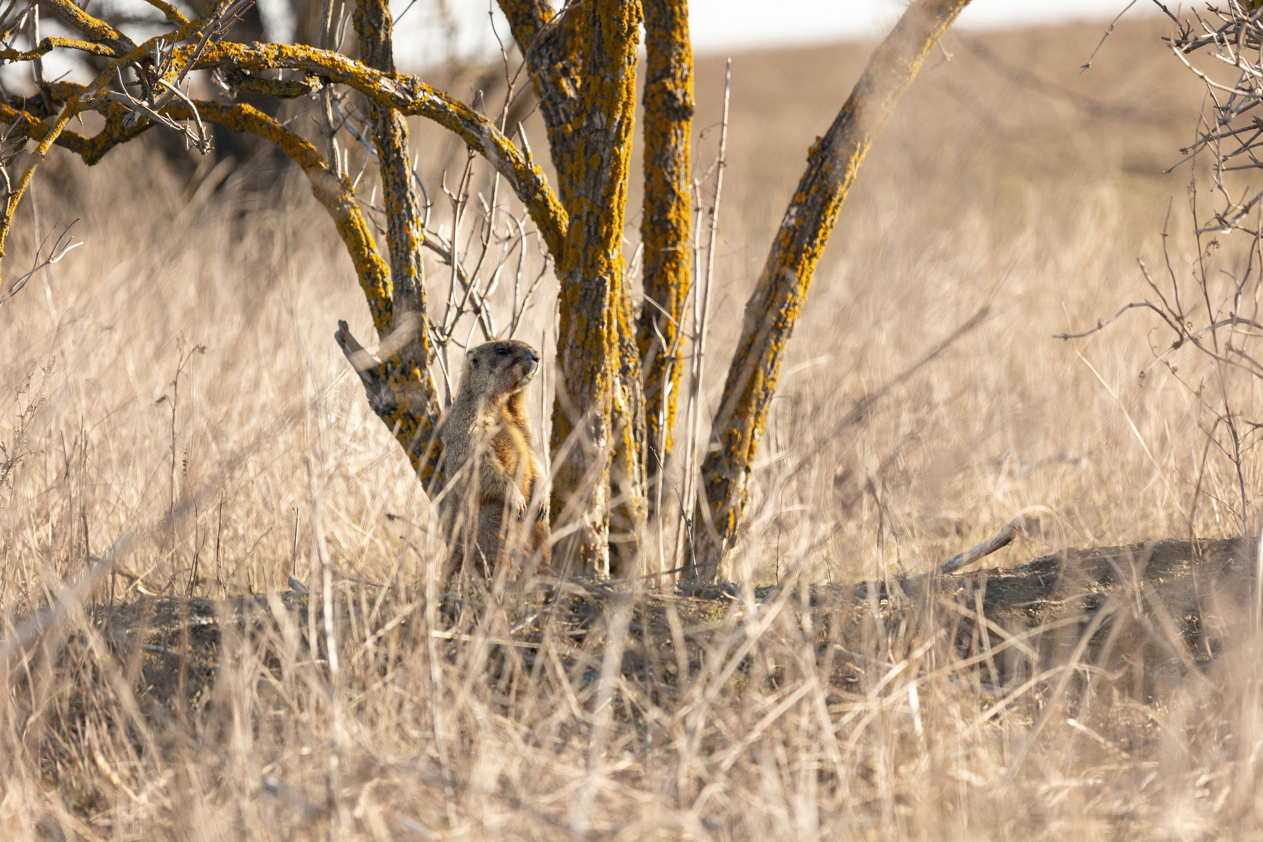Дикий животный мир. Фотограф-АниМалист Анна Абрамова