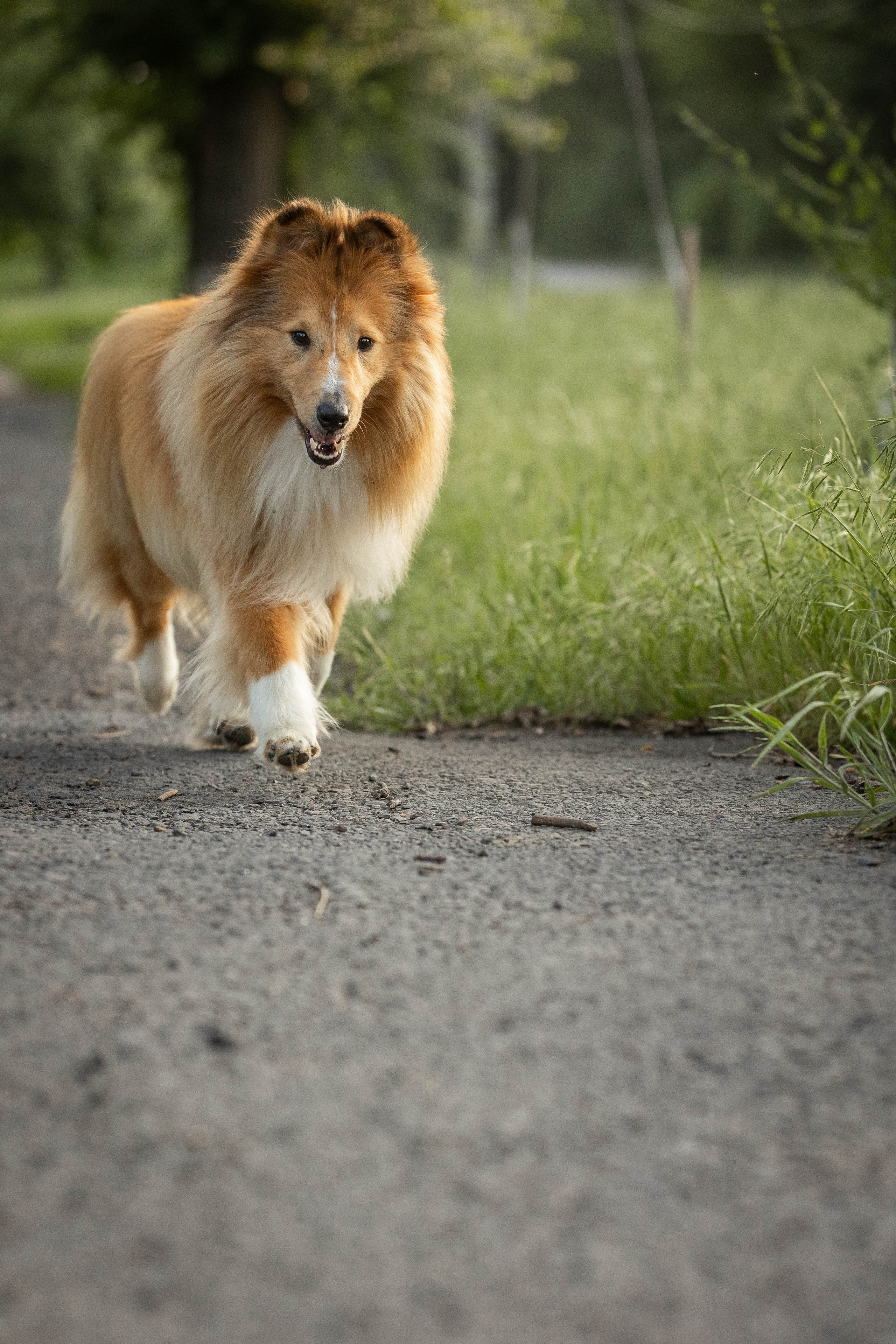 Сара и Лена. Фотограф-АниМалист Анна Абрамова