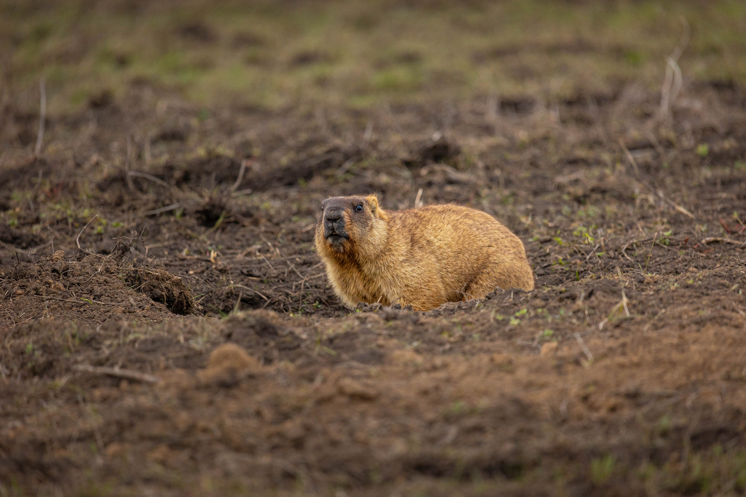 Дикий животный мир. Фотограф-АниМалист Анна Абрамова