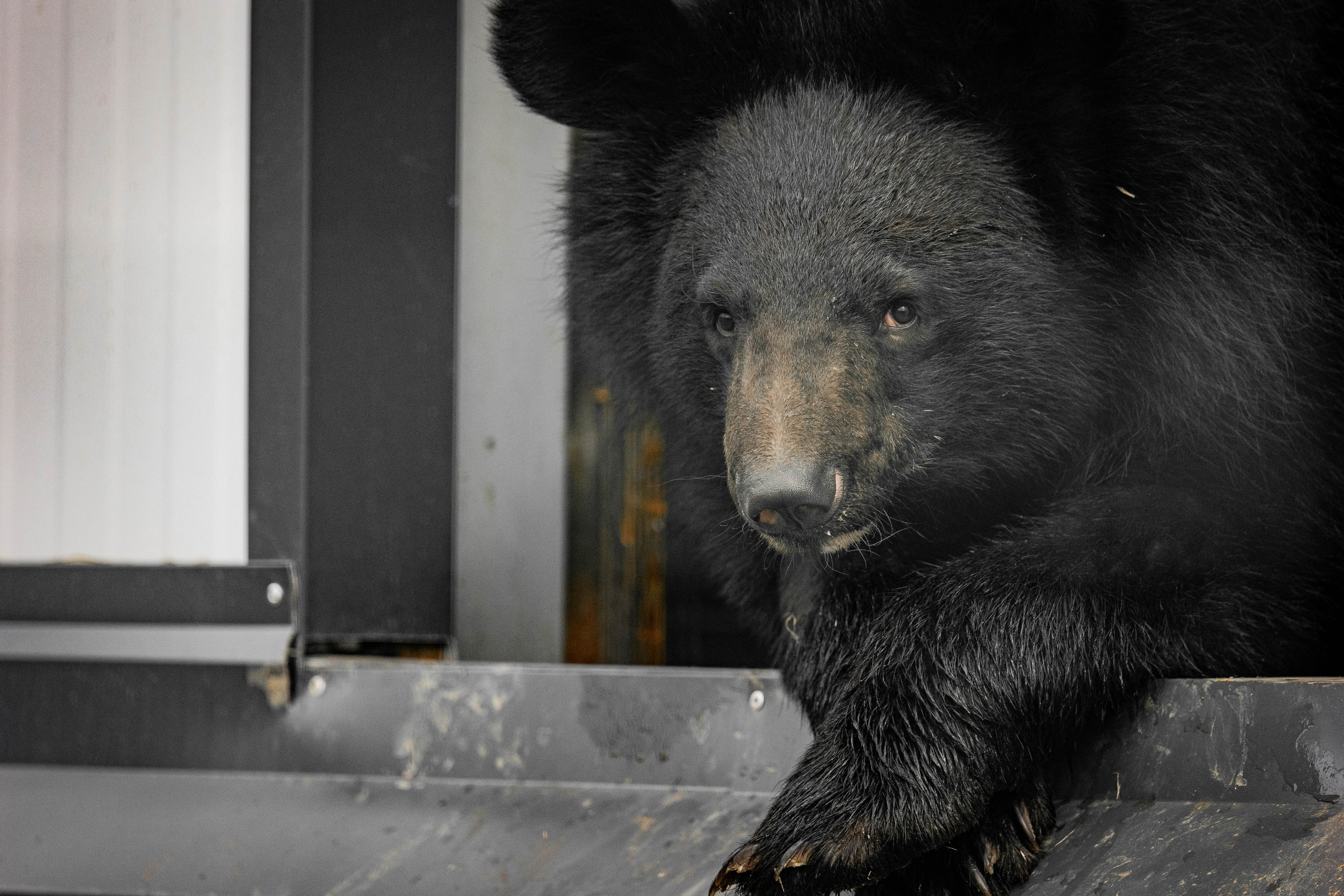 Парк Малинки 2026. Фотограф-АниМалист Анна Абрамова