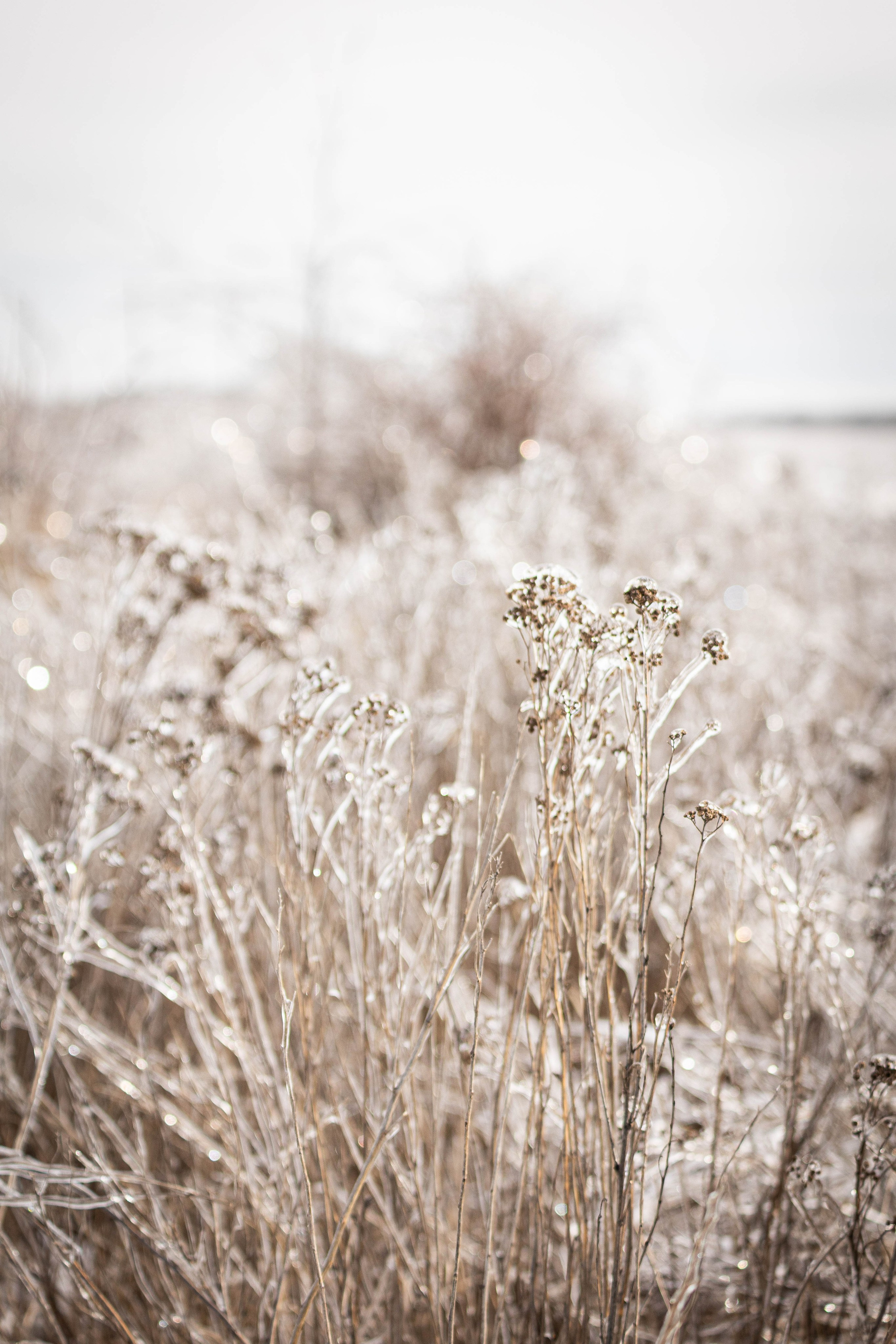 Дикий животный мир. Фотограф-АниМалист Анна Абрамова