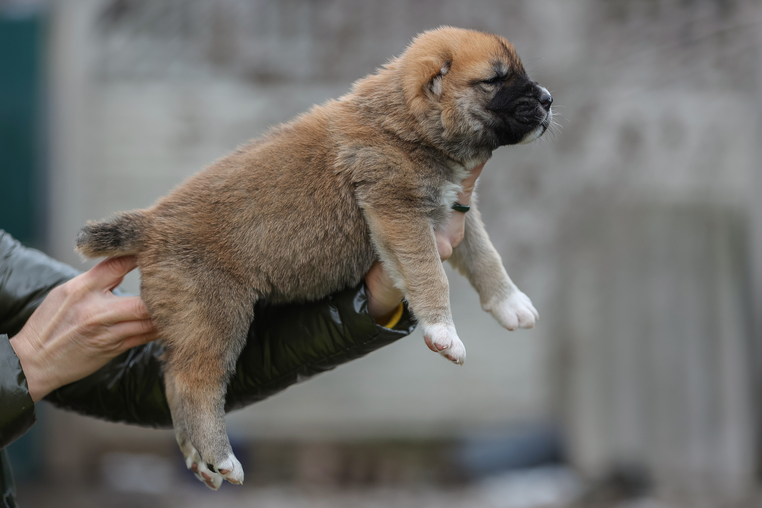 ФОТОССЕСИЯ ЩЕНКОВ. Фотограф-АниМалист Анна Абрамова