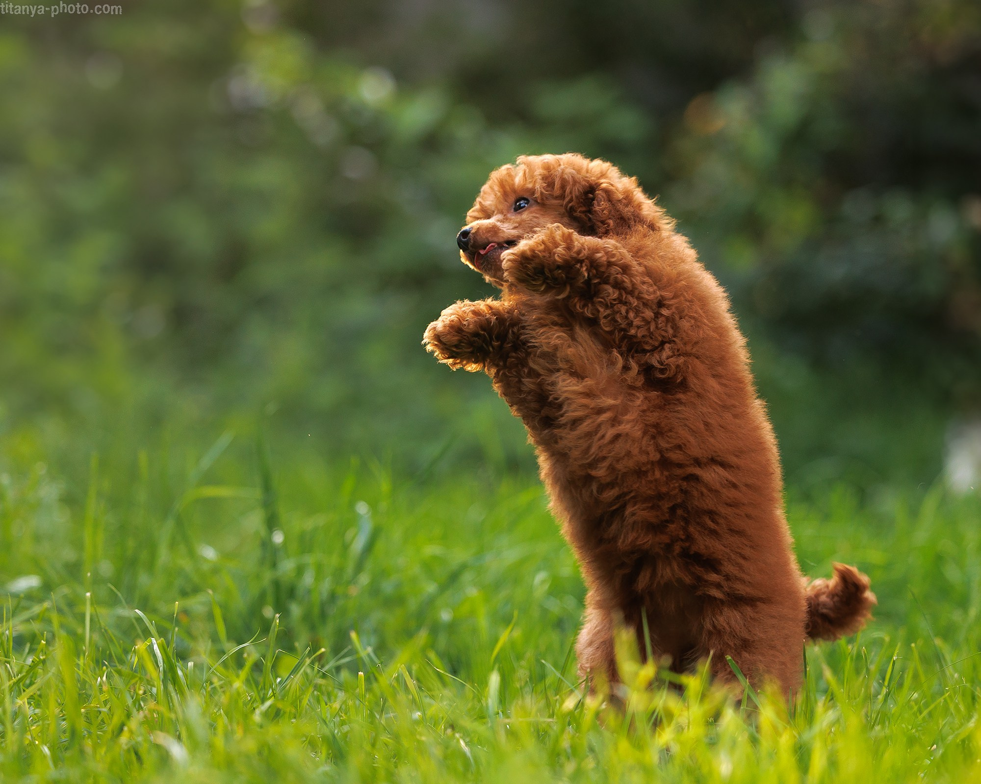 Фото щенков на природе и дома. Москва. Фотограф собак, фотограф-анималист Аня Титова (Titanya). Москва