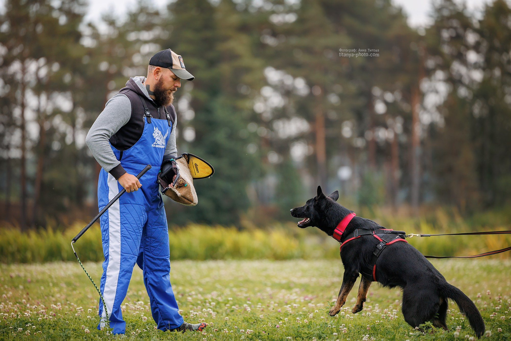 Тренировка по защите в питомнике немецких овчарок «Легенда Волги». Фотограф собак, фотограф-анималист Аня Титова (Titanya). Москва