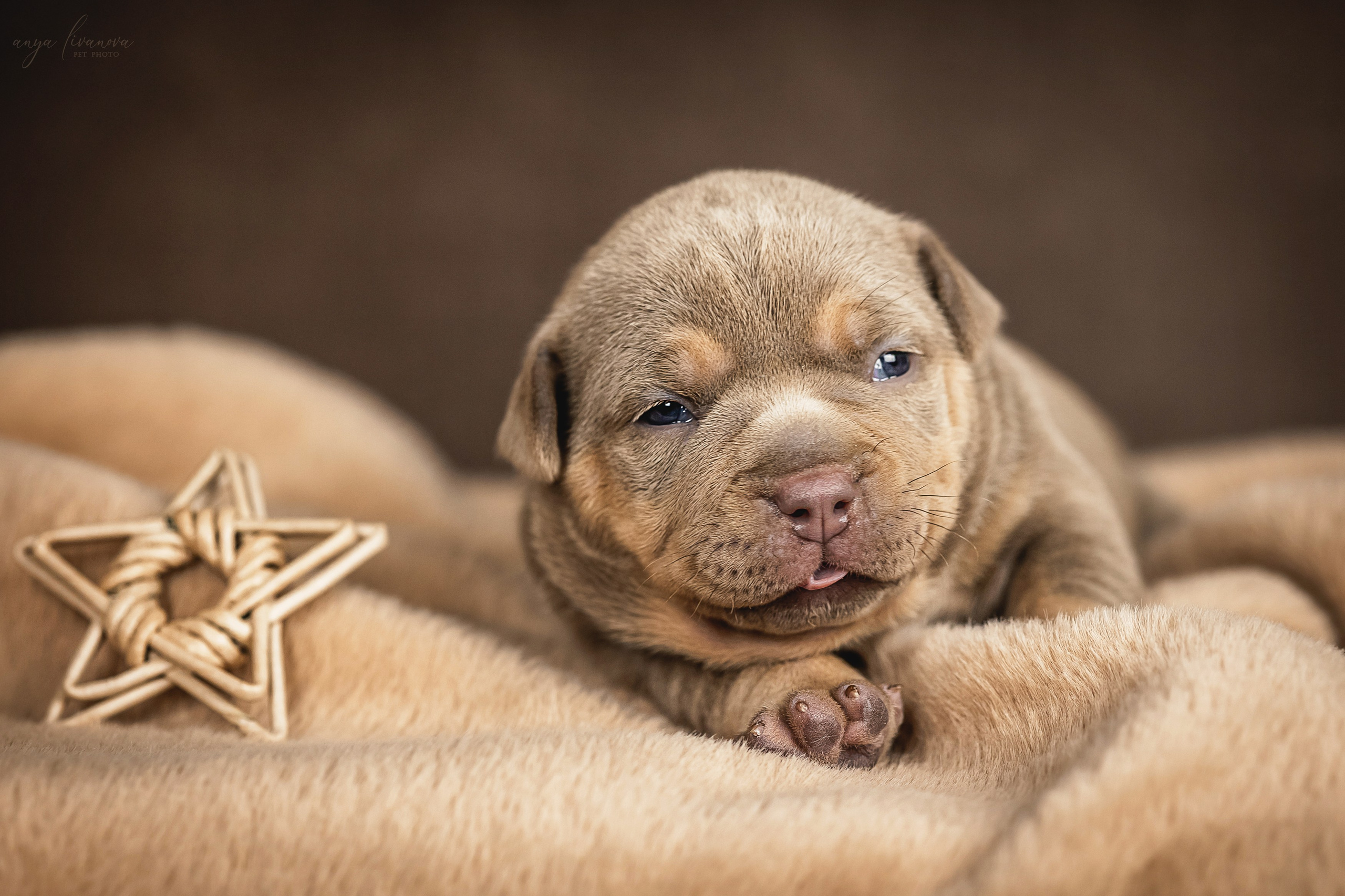 Амбулли. Фотограф анималист Аня Ливанова | Рыбинск