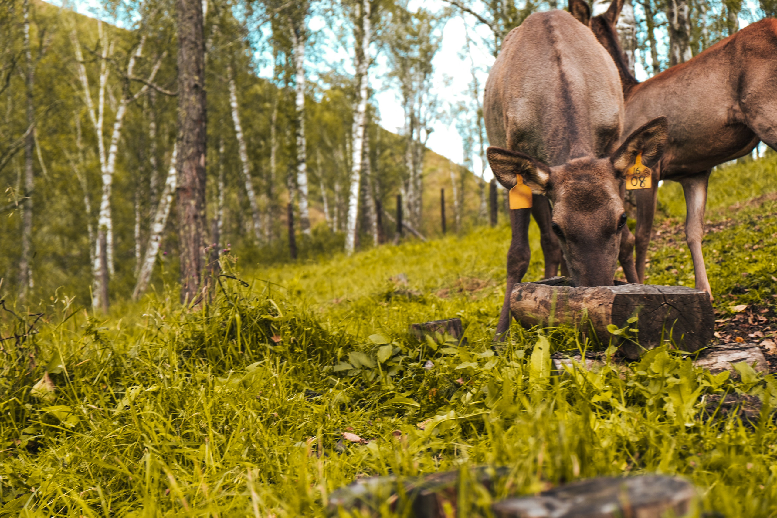 Altai 21'. Фотограф в Тюмени Кирилл Марфин