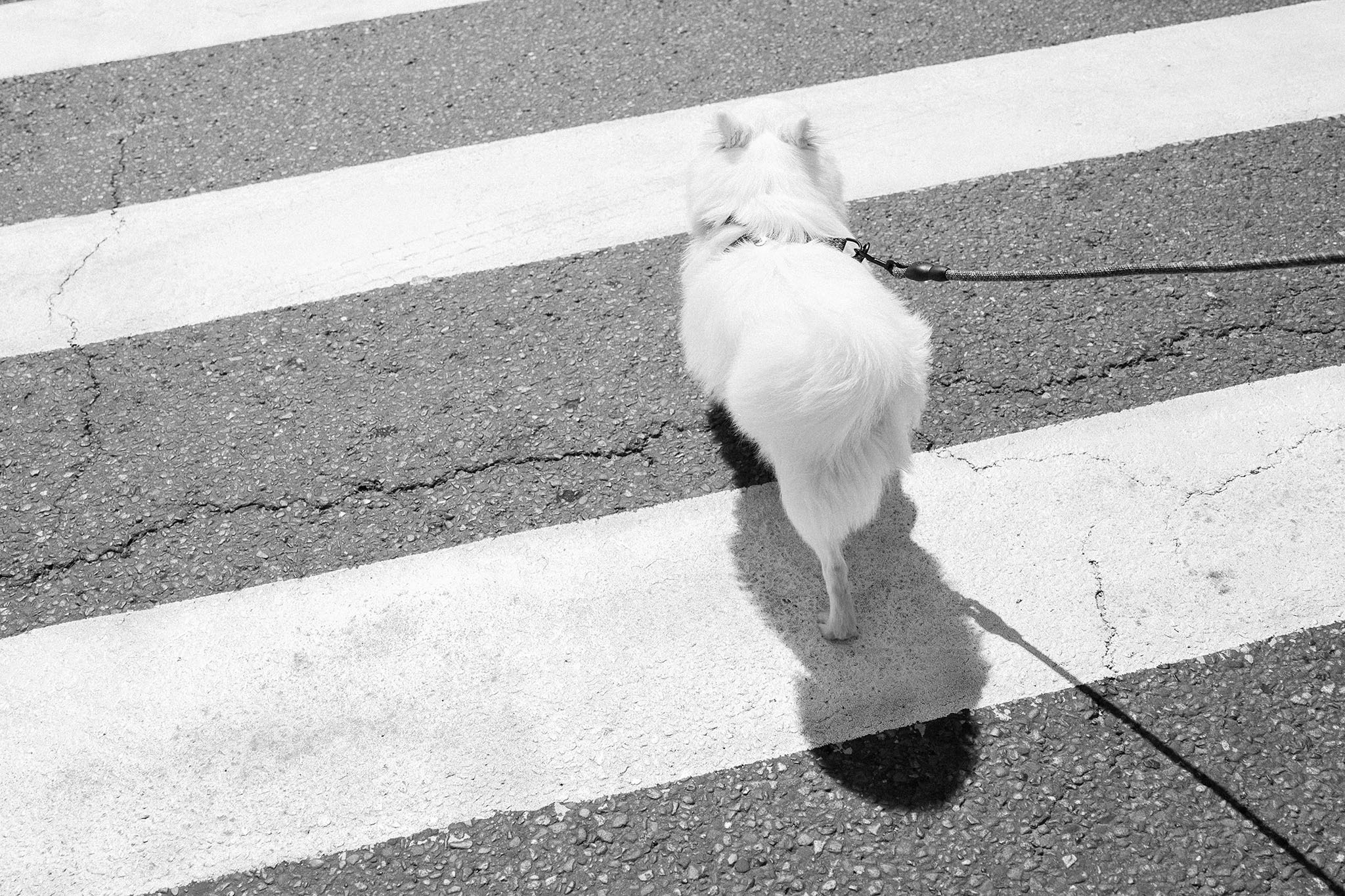 Дама с собачкой. Семейный и свадебный фотограф в Краснодаре. Кристина Ендальцева