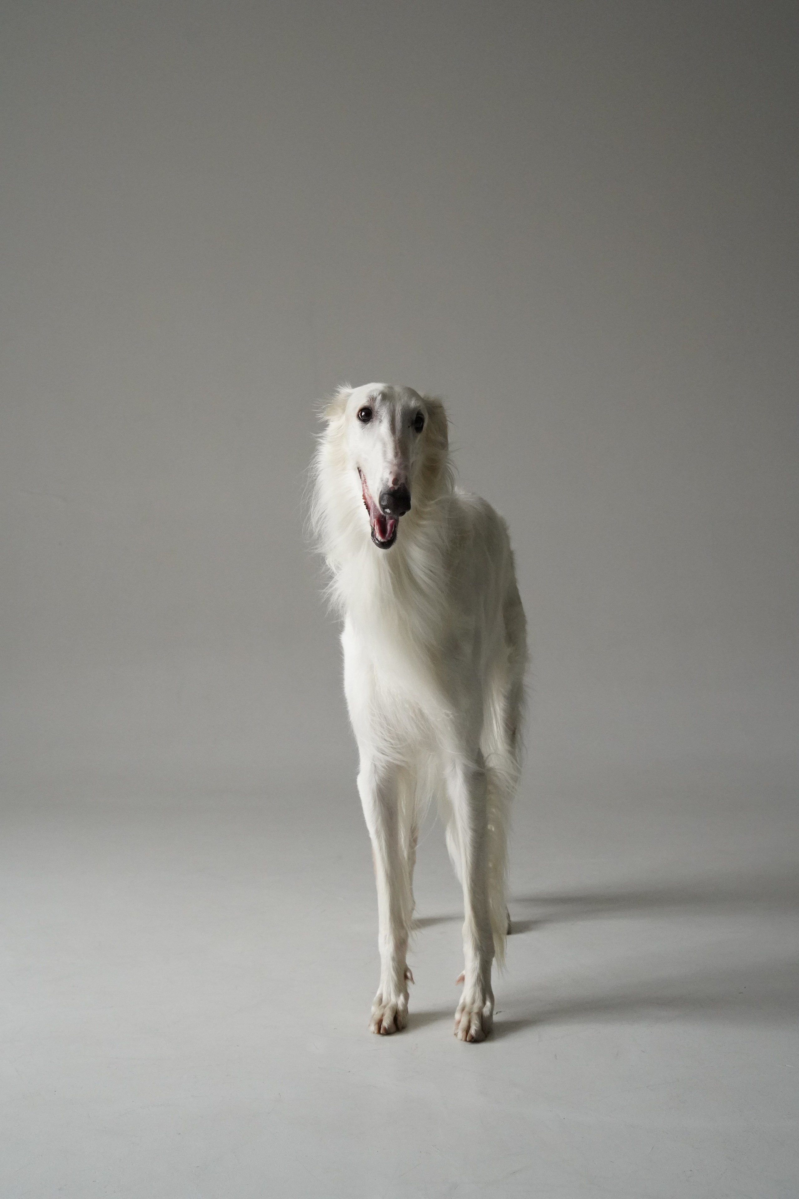 Anya & Uno. Katyavasileva