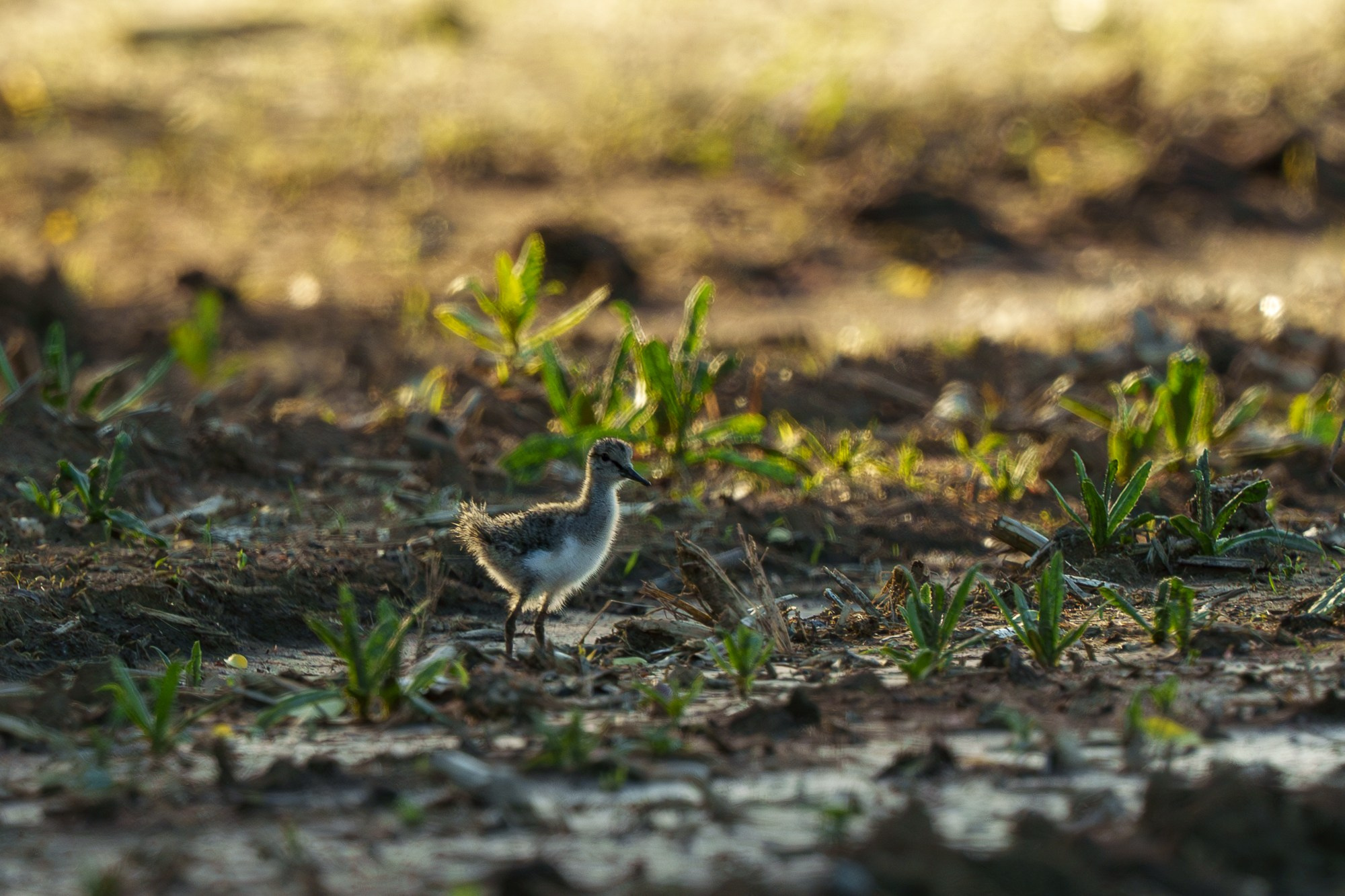 Удивительные мир птиц. Вокруг нас столько прекрасного — присмотритесь!. Ваш личный фотограф Марина Волкова