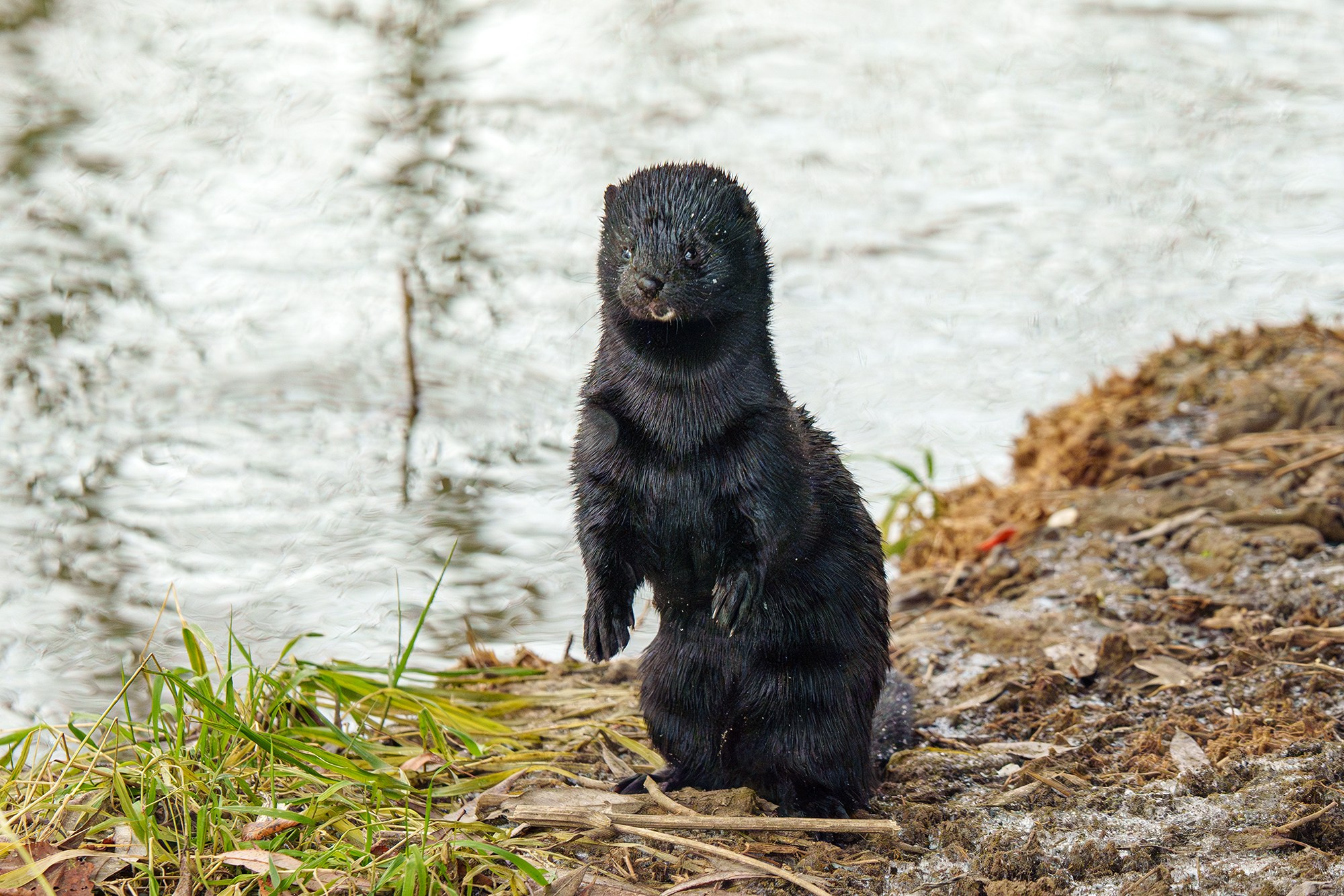 Животные. Ваш личный фотограф Марина Волкова