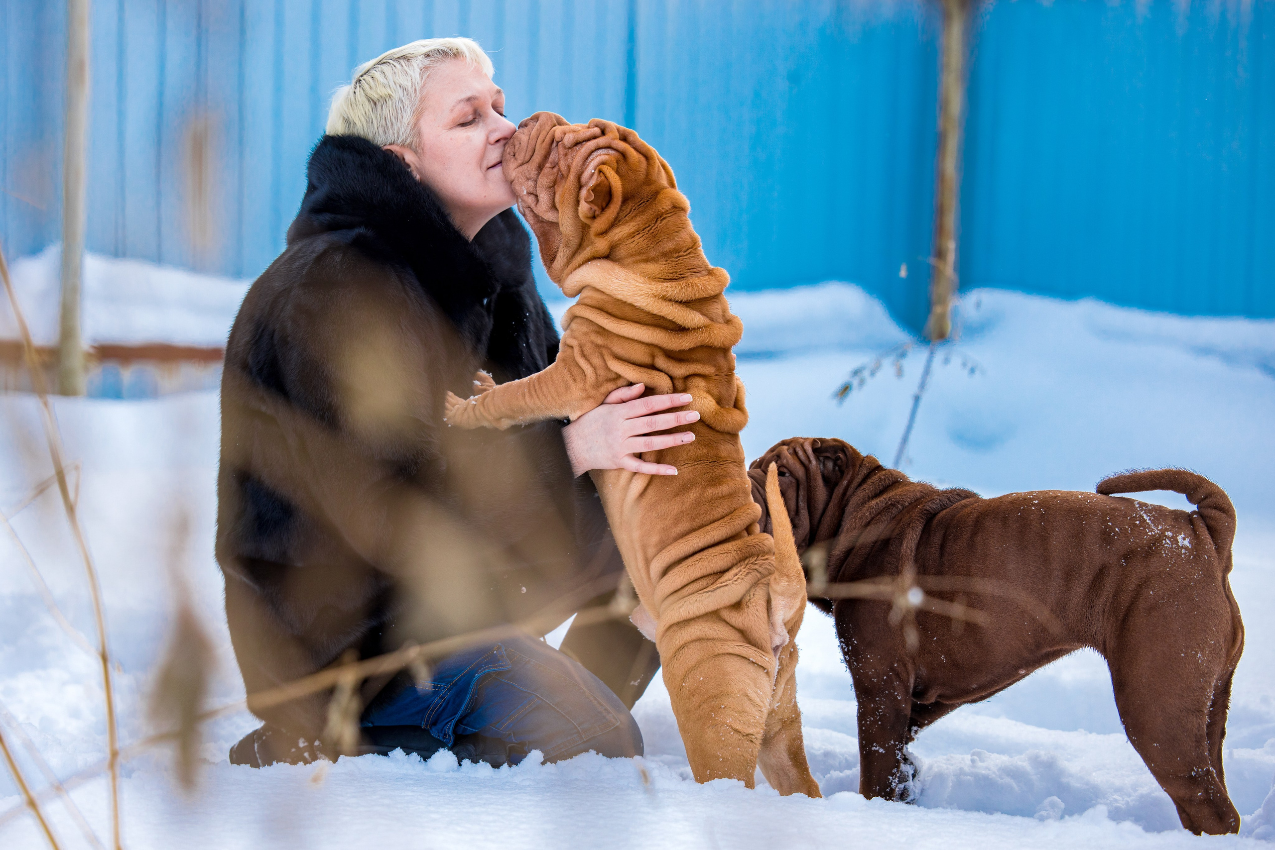 В гостях у шарпеев 16.01.2024. Фотограф-анималист Юлия Германика