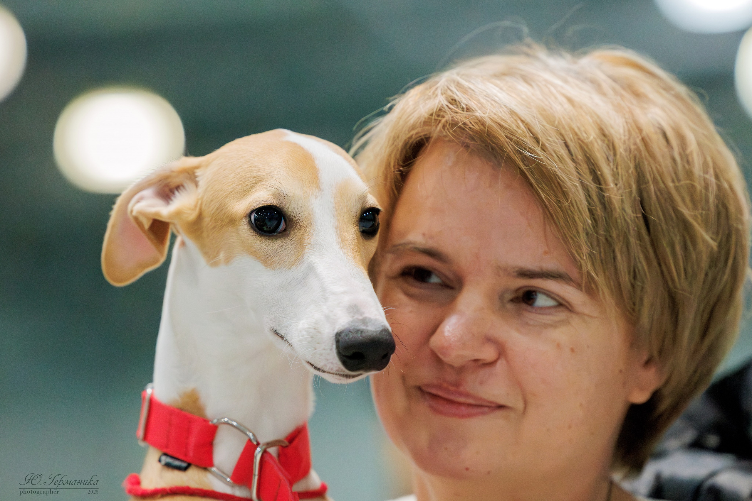 Питер ротвейлеры 18.01,Крокус 19.01.2025. Фотограф-анималист Юлия Германика