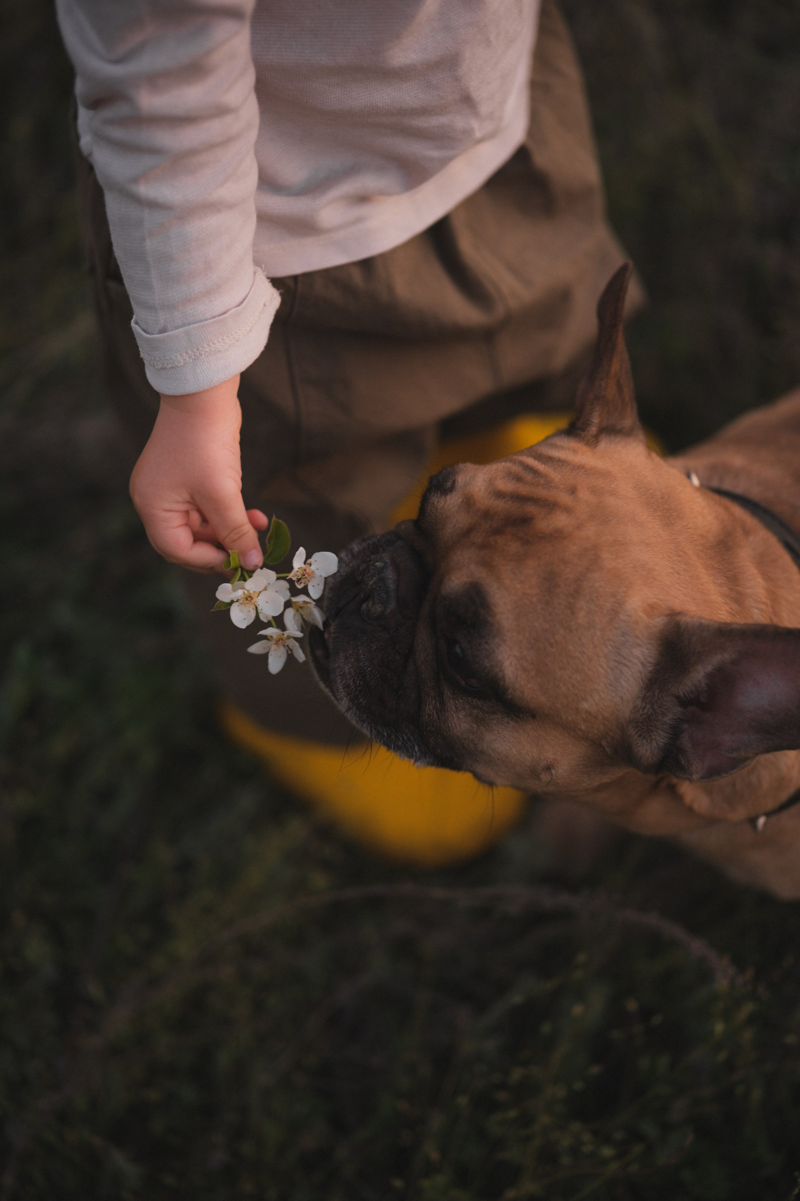 Катя, Глеб и Буч. Свадебный и семейный фотограф в Волгограде