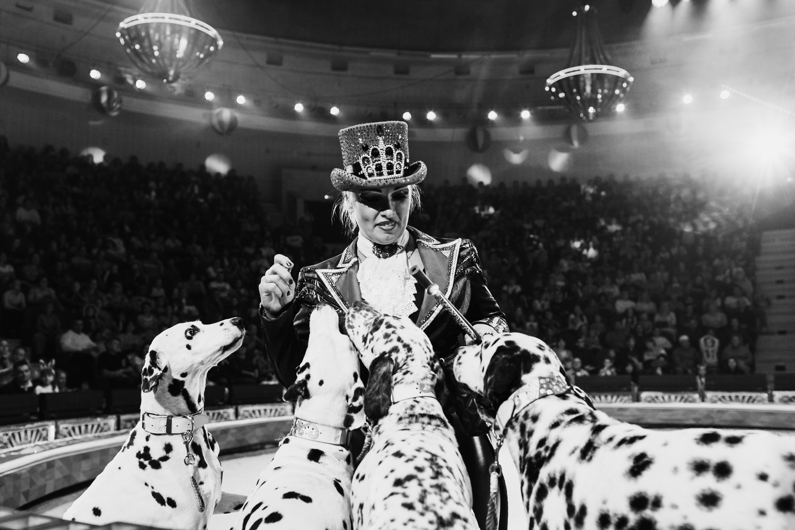 «Королевский цирк Гии Эрадзе» премьера и конференция. Команда фотографов