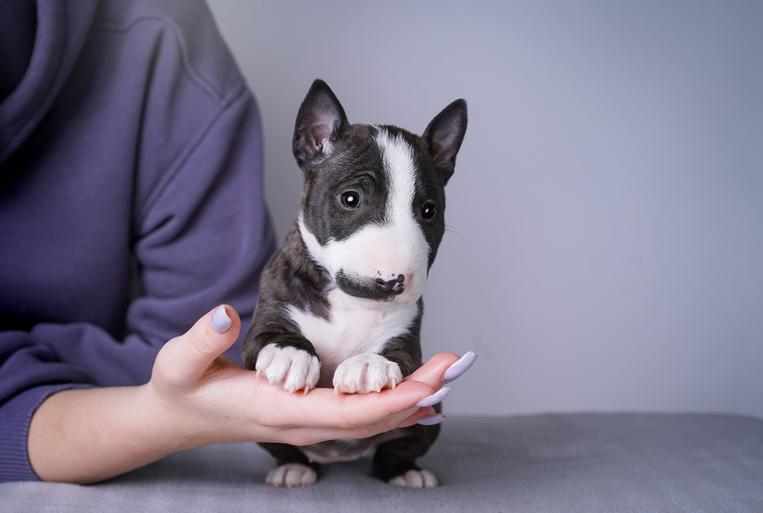 Щенки минибуля. Фотограф-анималист в Санкт-Петербурге Яна Мартынова