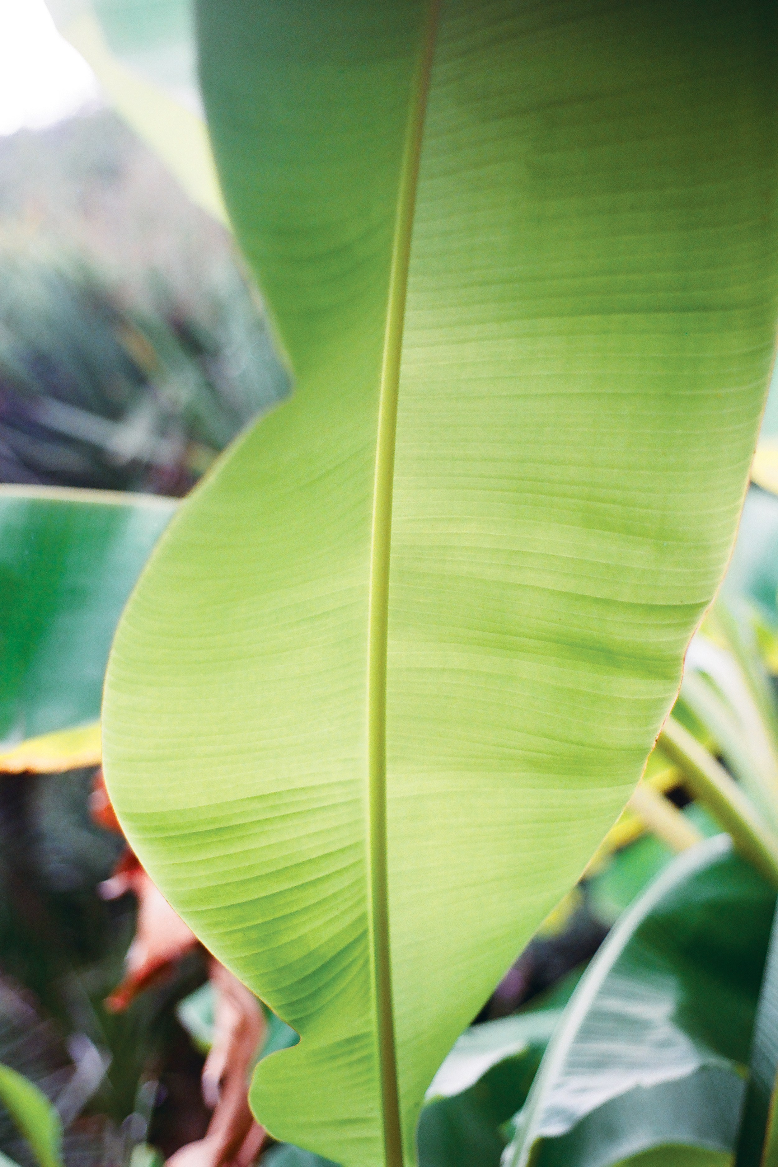 Свадьба в Черногории. Изящная фотография | Ксения Милушкина