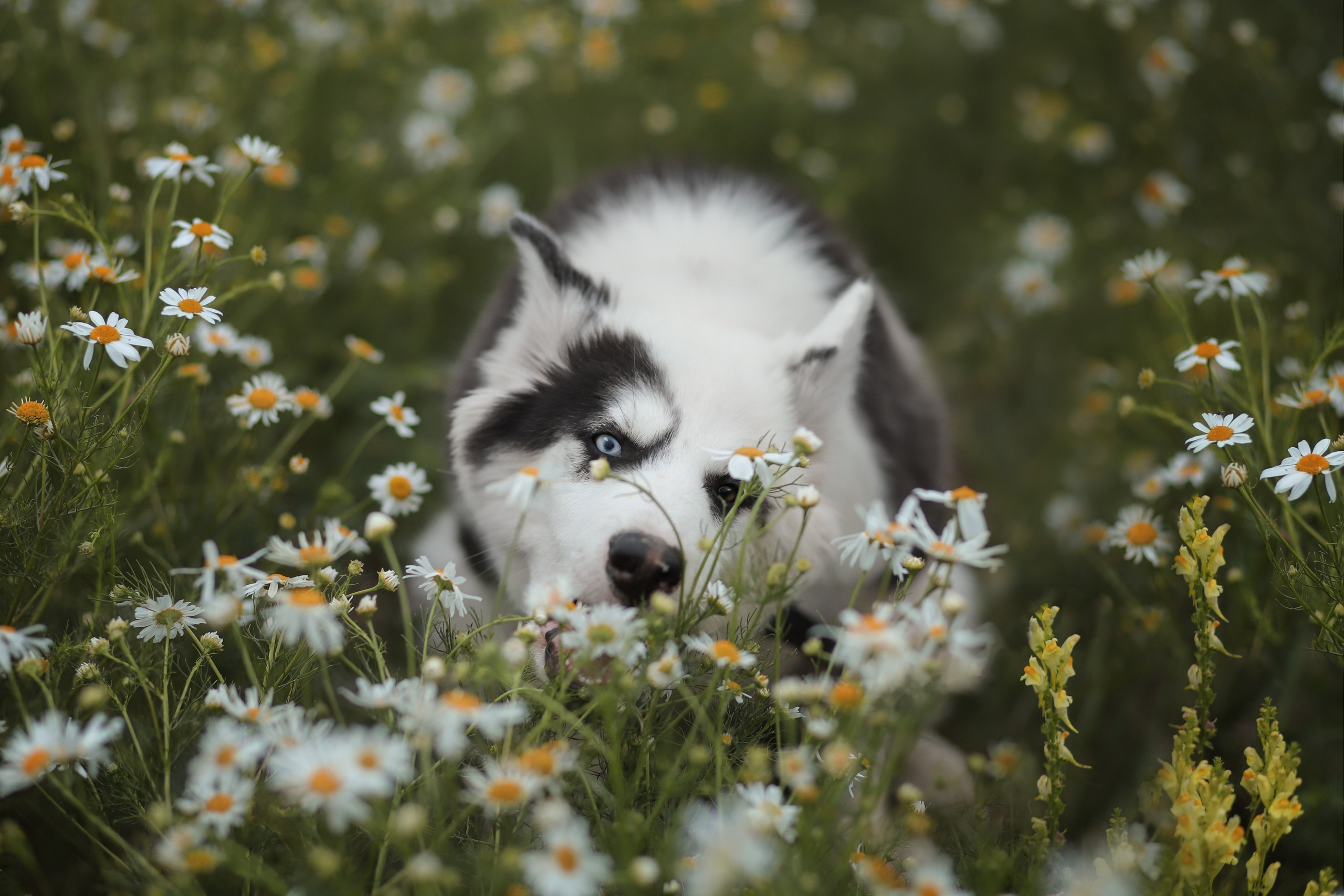 Фотосъёмка собак. Семейный и анималист фотограф в Переславле Анастасия Гусева
