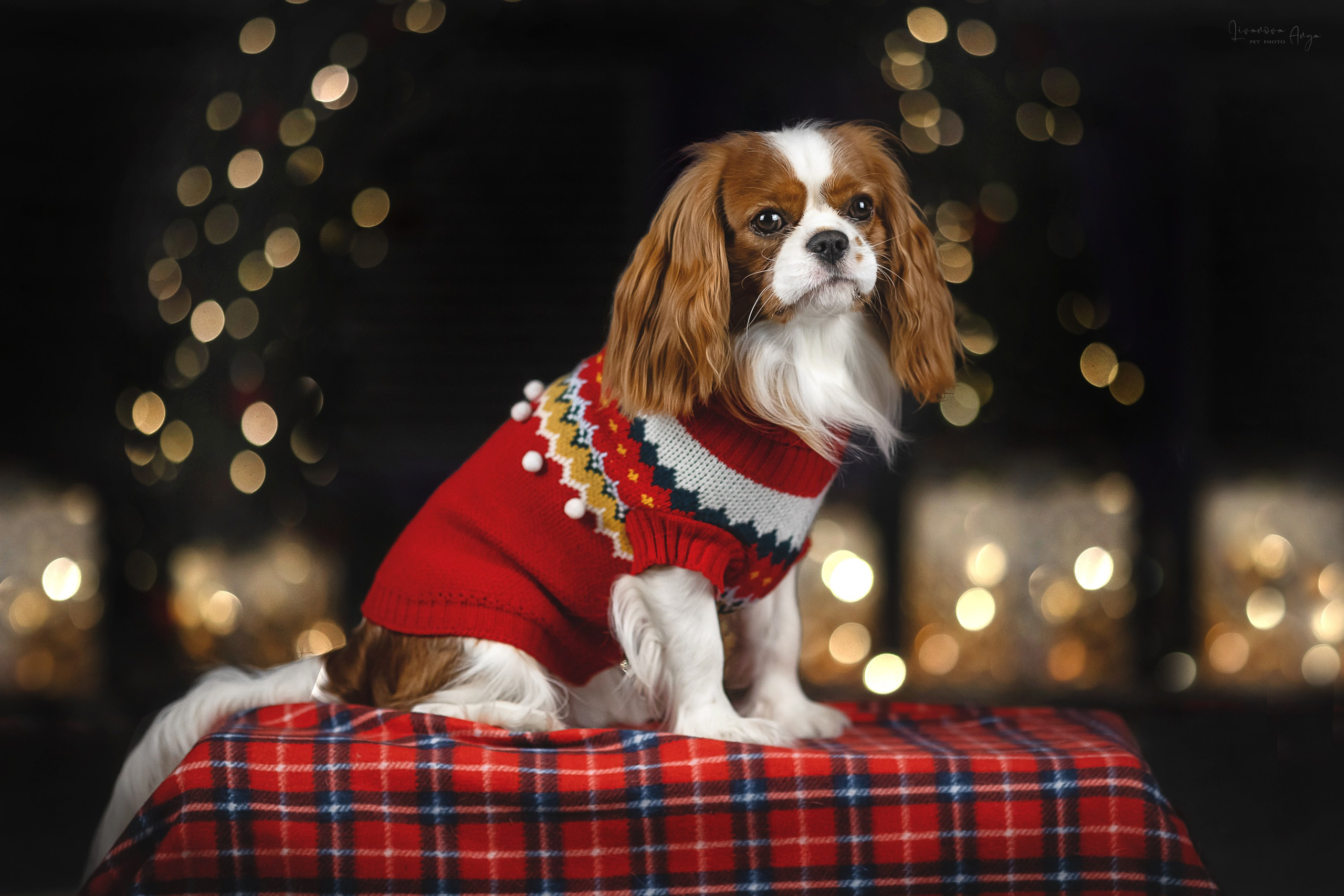 Фотодень_2 2025. Фотограф анималист Аня Ливанова | Рыбинск