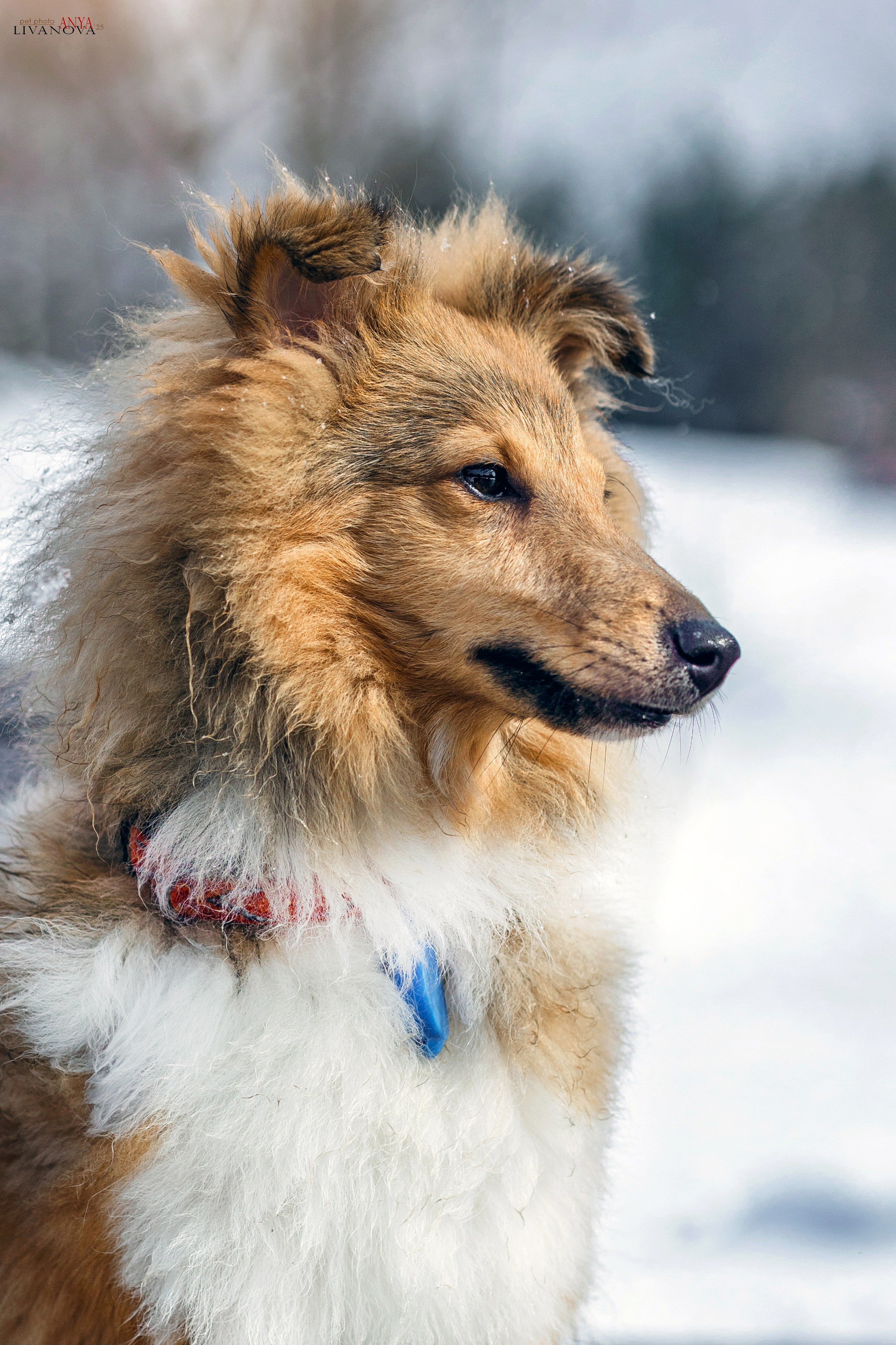 Матэо. Фотограф анималист Аня Ливанова | Рыбинск