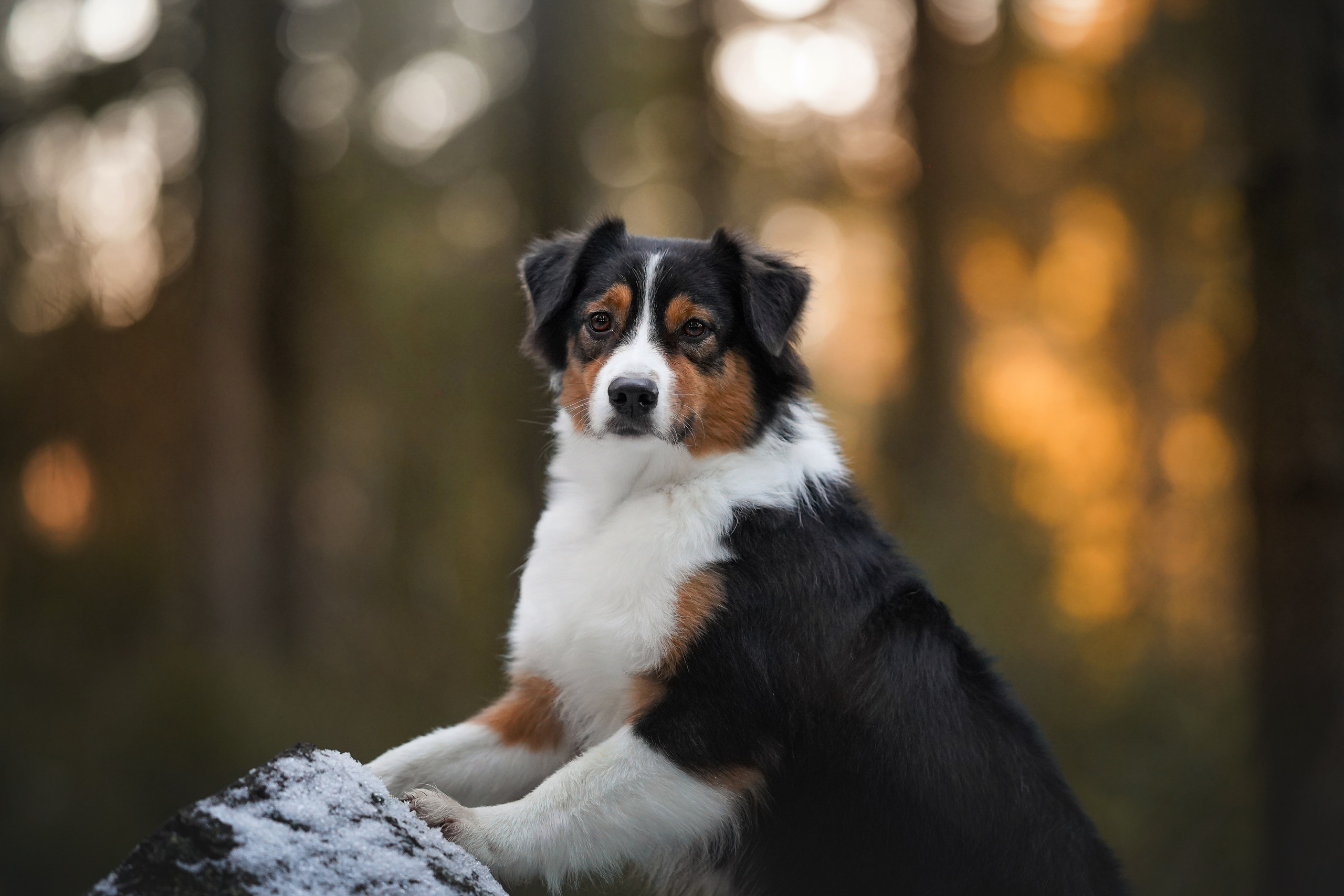 Бэст Айла и Панда. Фотограф-анималист в Санкт-Петербурге Яна Мартынова