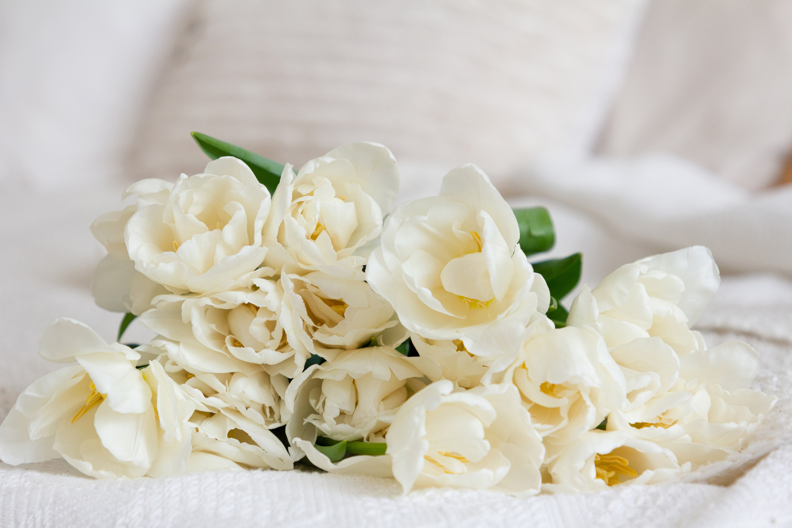 Весенняя фотосессия с тюльпанами. Портретный и семейный фотограф в Санкт-Петербурге Ульяна Жукова