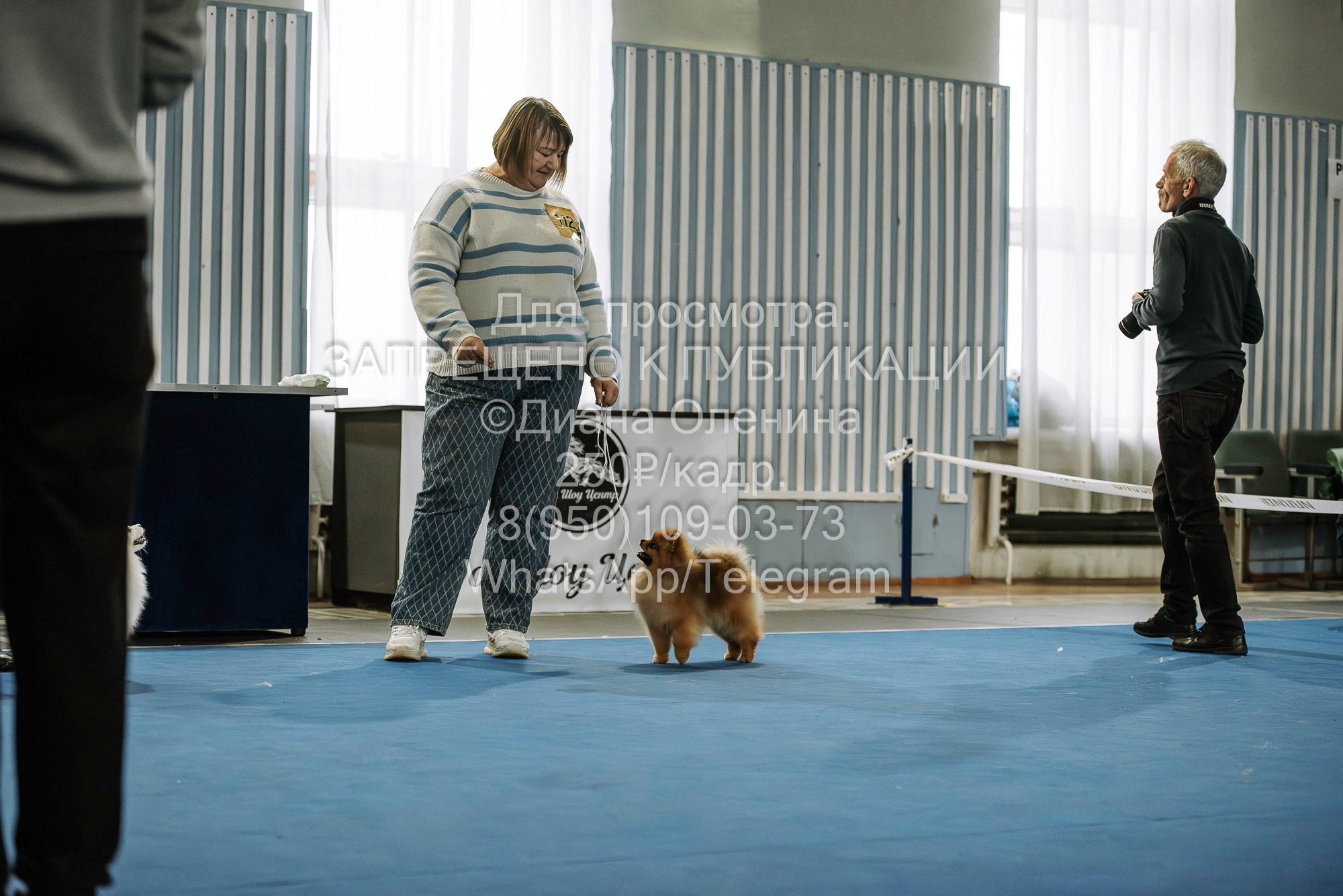 Выставка собак Красноярск 29.10.2023. Фотограф Диана Оленина Красноярск / Братск