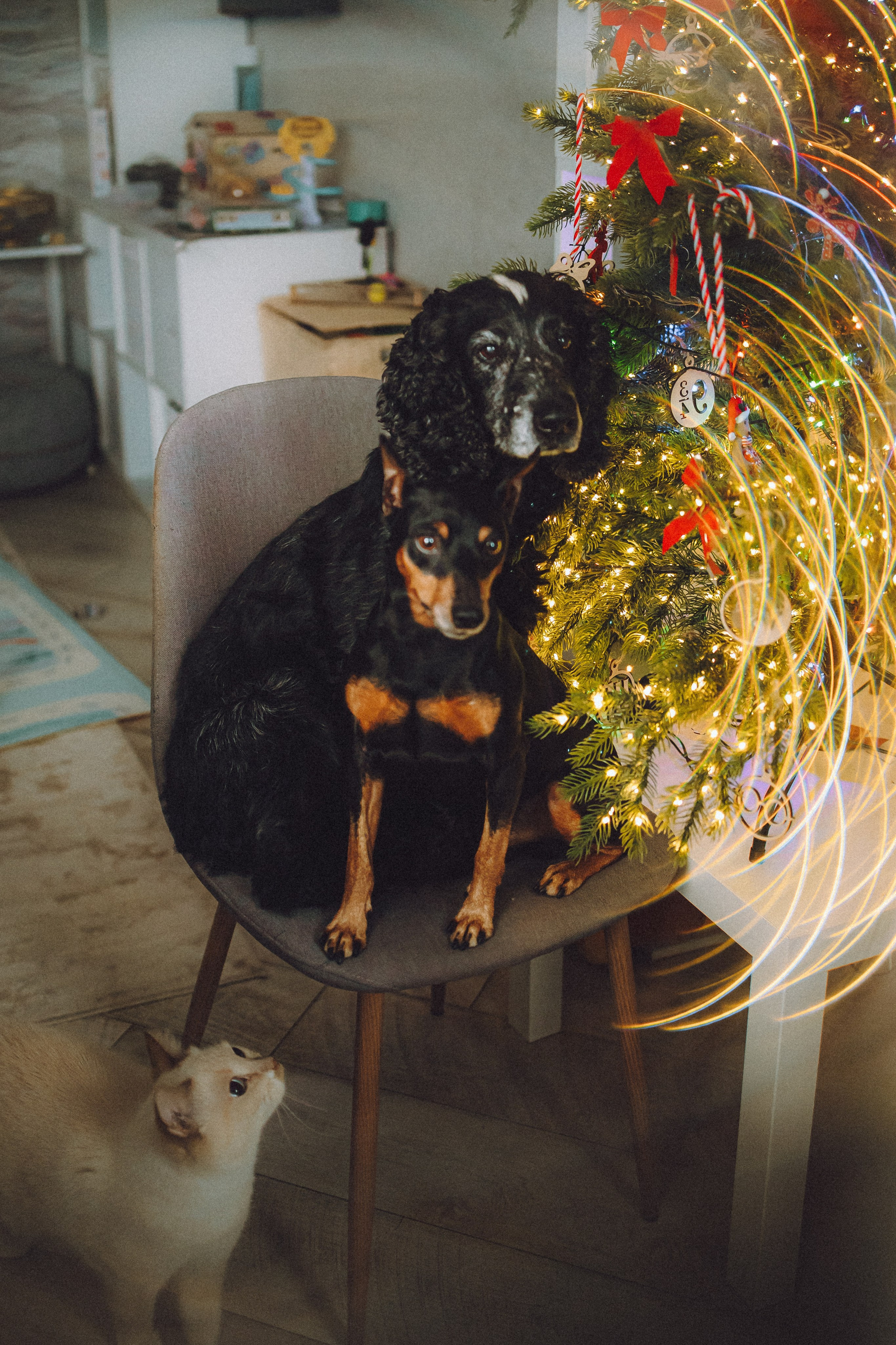 Топик и его семья