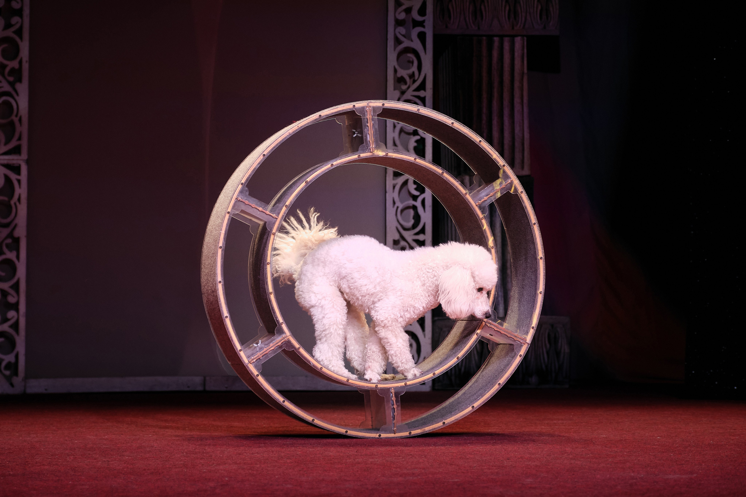 Пресс-конференция Ю.Куклачева в театре кошек