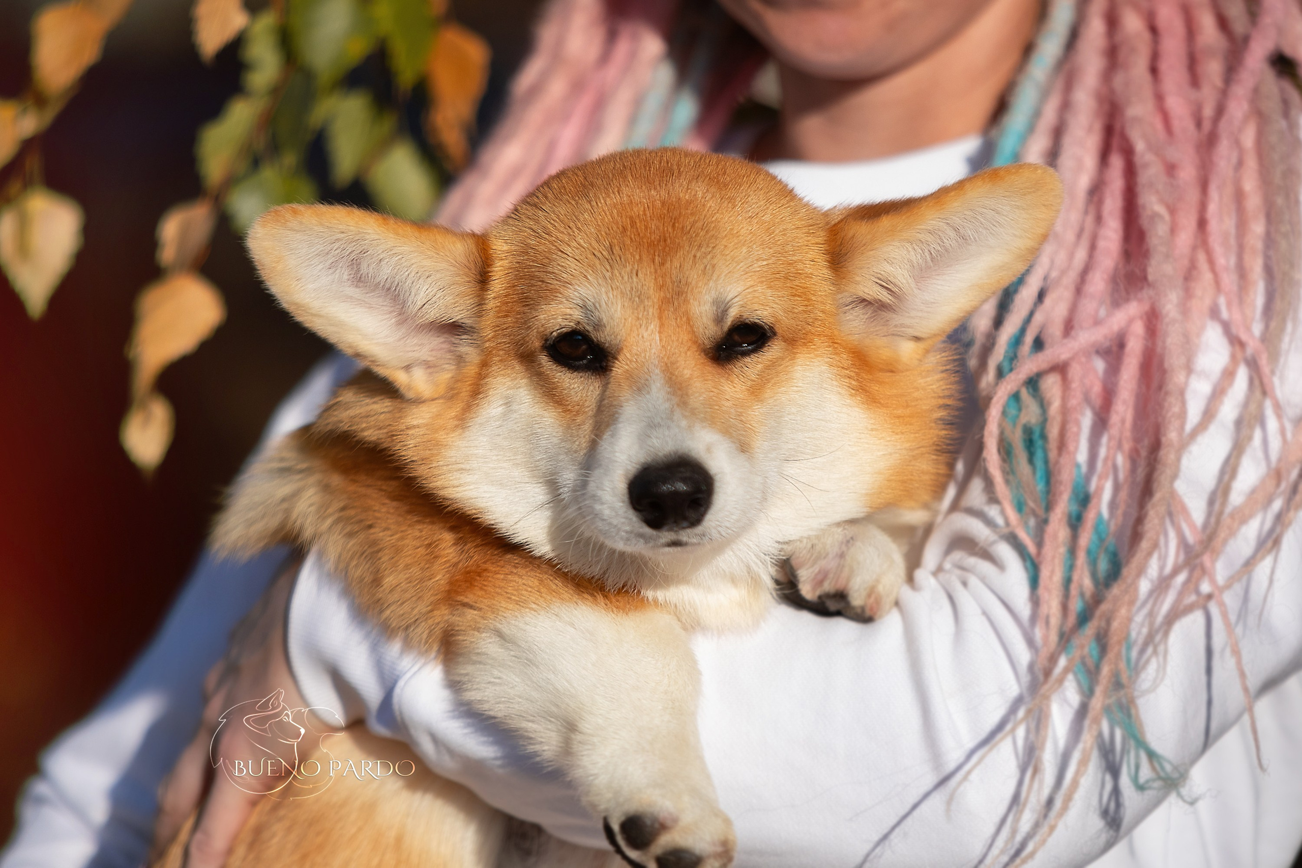 Щенки вельш корги пемброк из питомника. Питомник собак Акита, Хаски, Корги