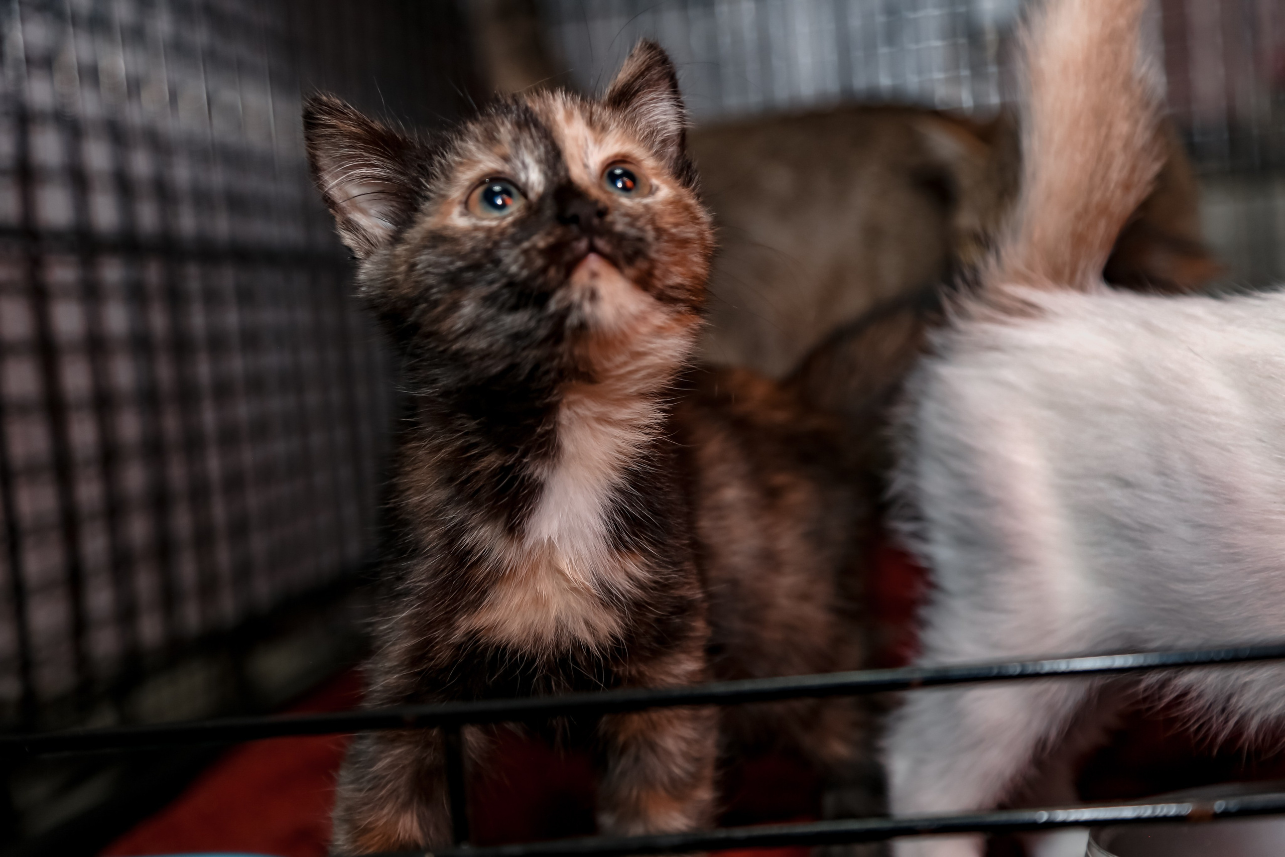 Приют Кошкин Дом Филимоша. Ваш фотограф в Оренбурге Рощупкина Екатерина