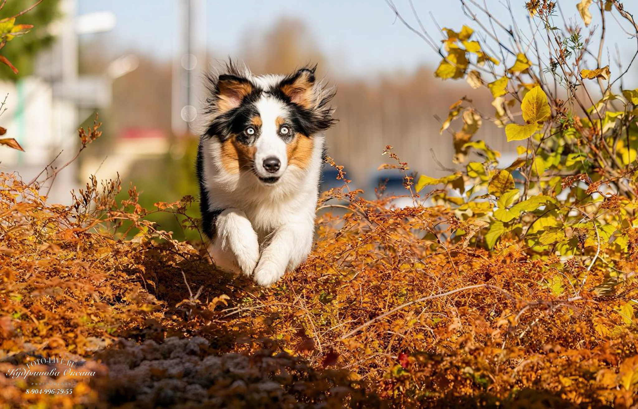Настя и лилит!. Фотограф 📸 анималист, предметный, репортажный