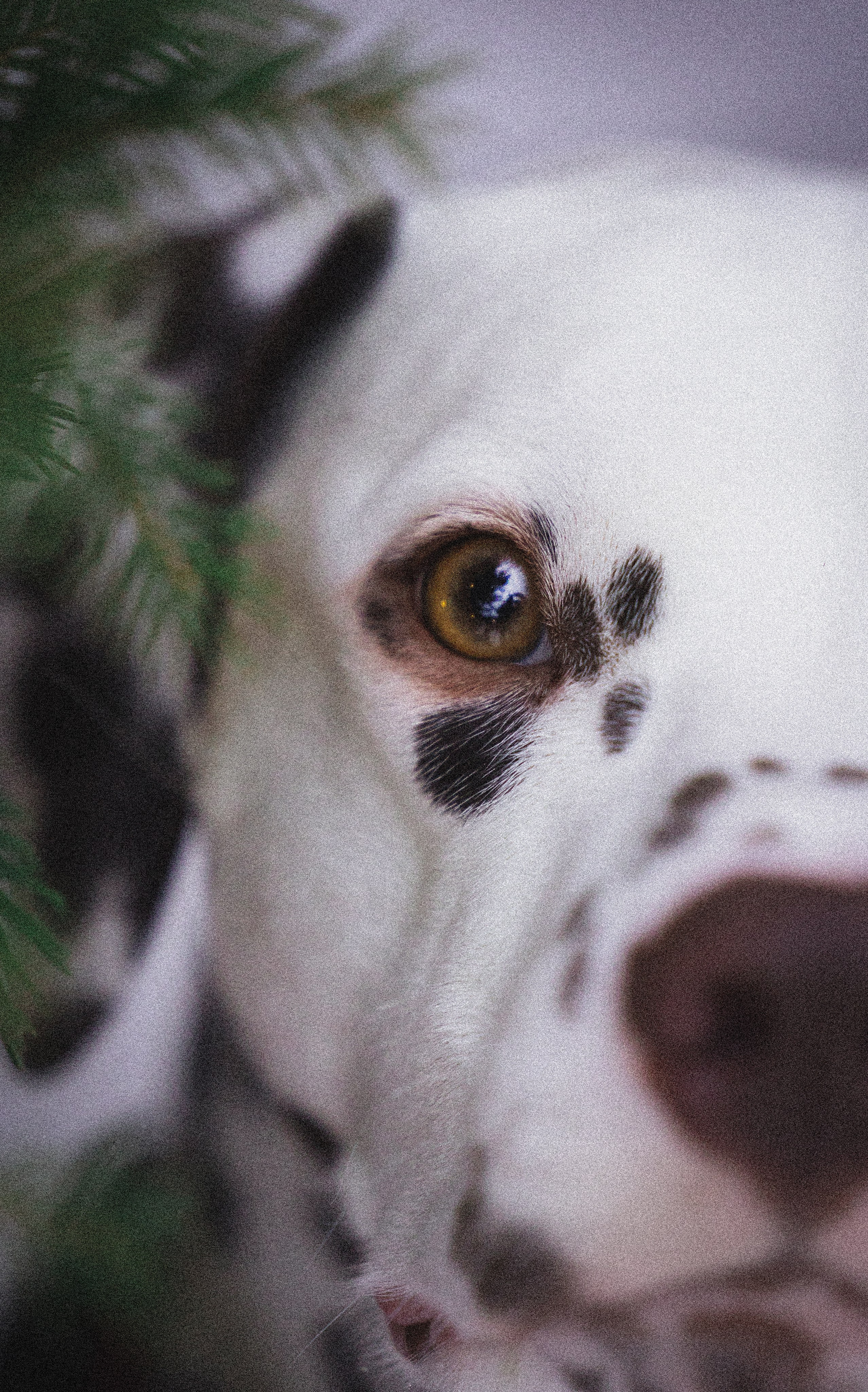 Портфолио. Фотограф-анималист в Екатеринбурге Марина Шишкина